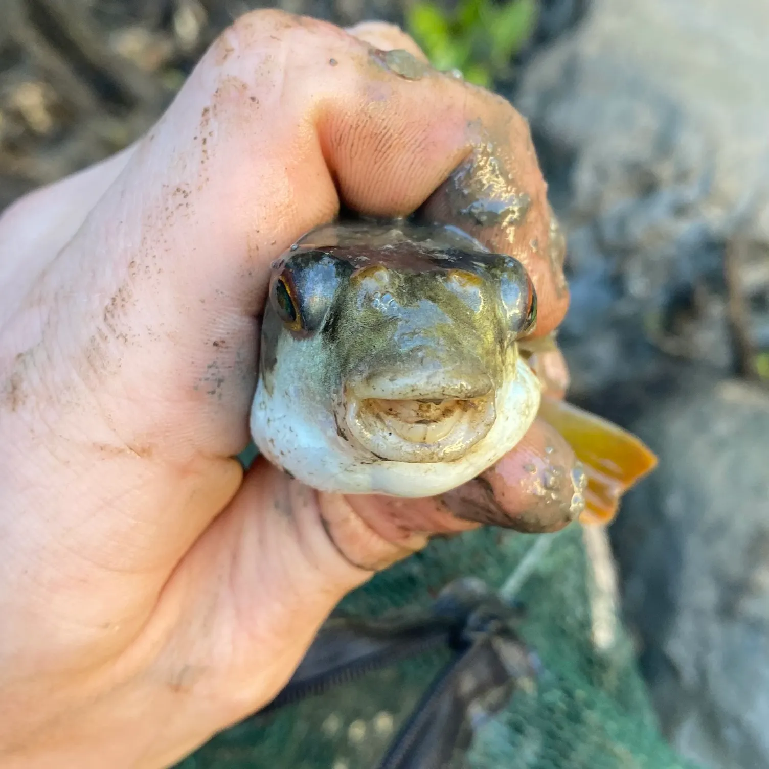 The most recent Smooth toadfish catches on Fishbrain