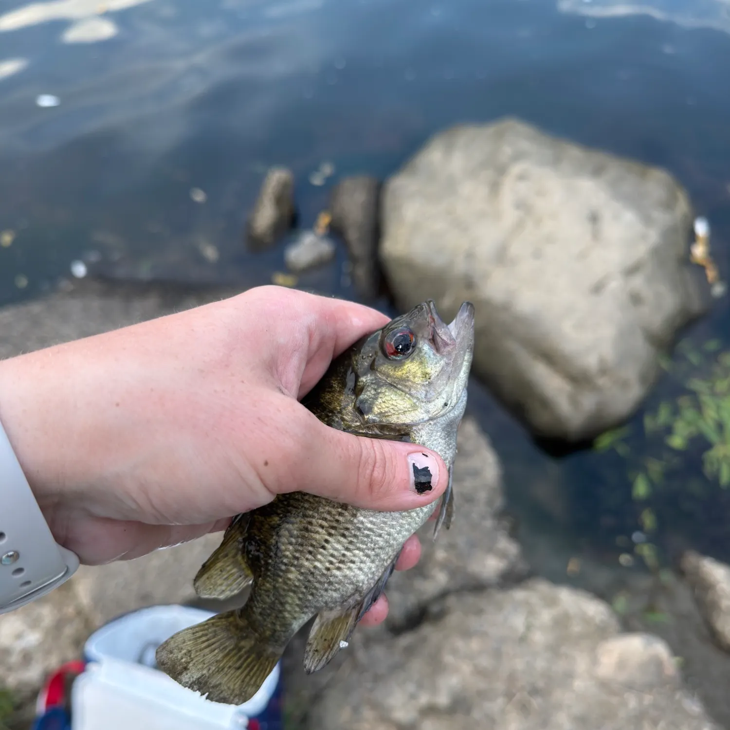 Rock bass caught on Fishbrain