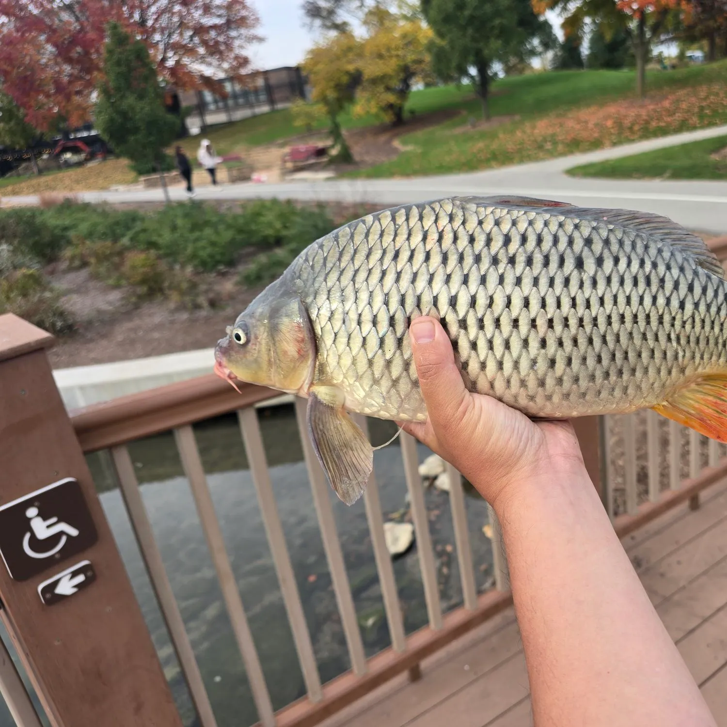 Common carp caught on Fishbrain