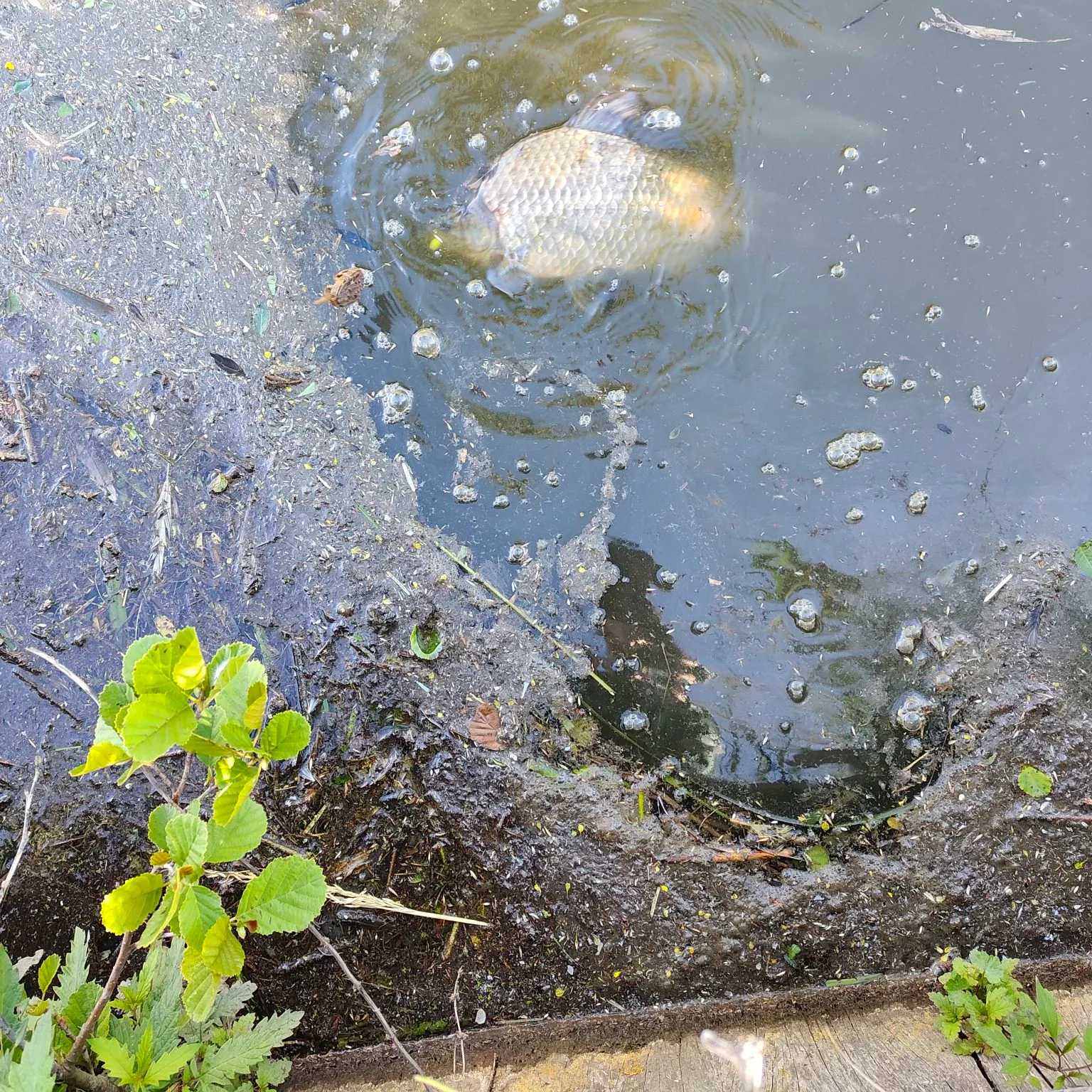 The most recent Prussian carp catches on Fishbrain