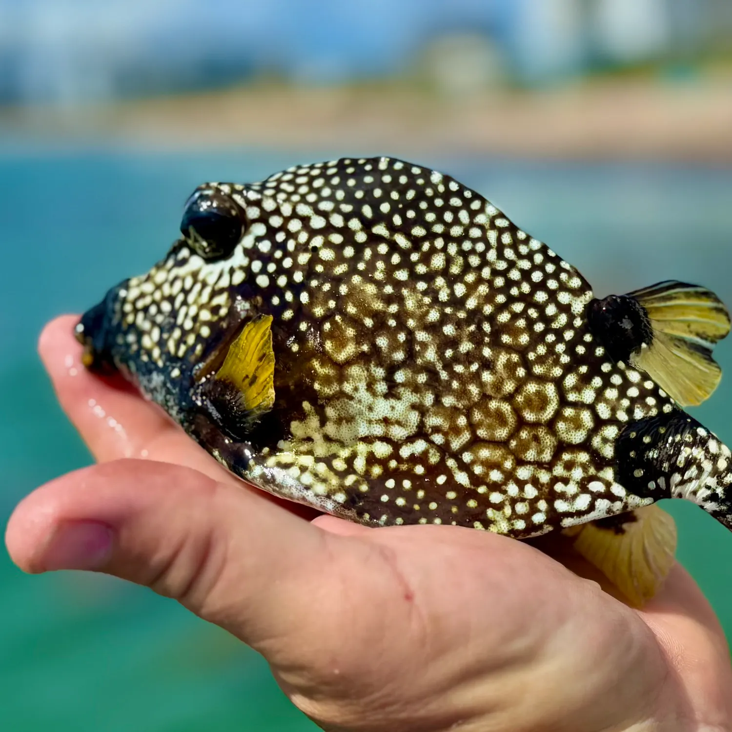 The most recent Smooth trunkfish catches on Fishbrain