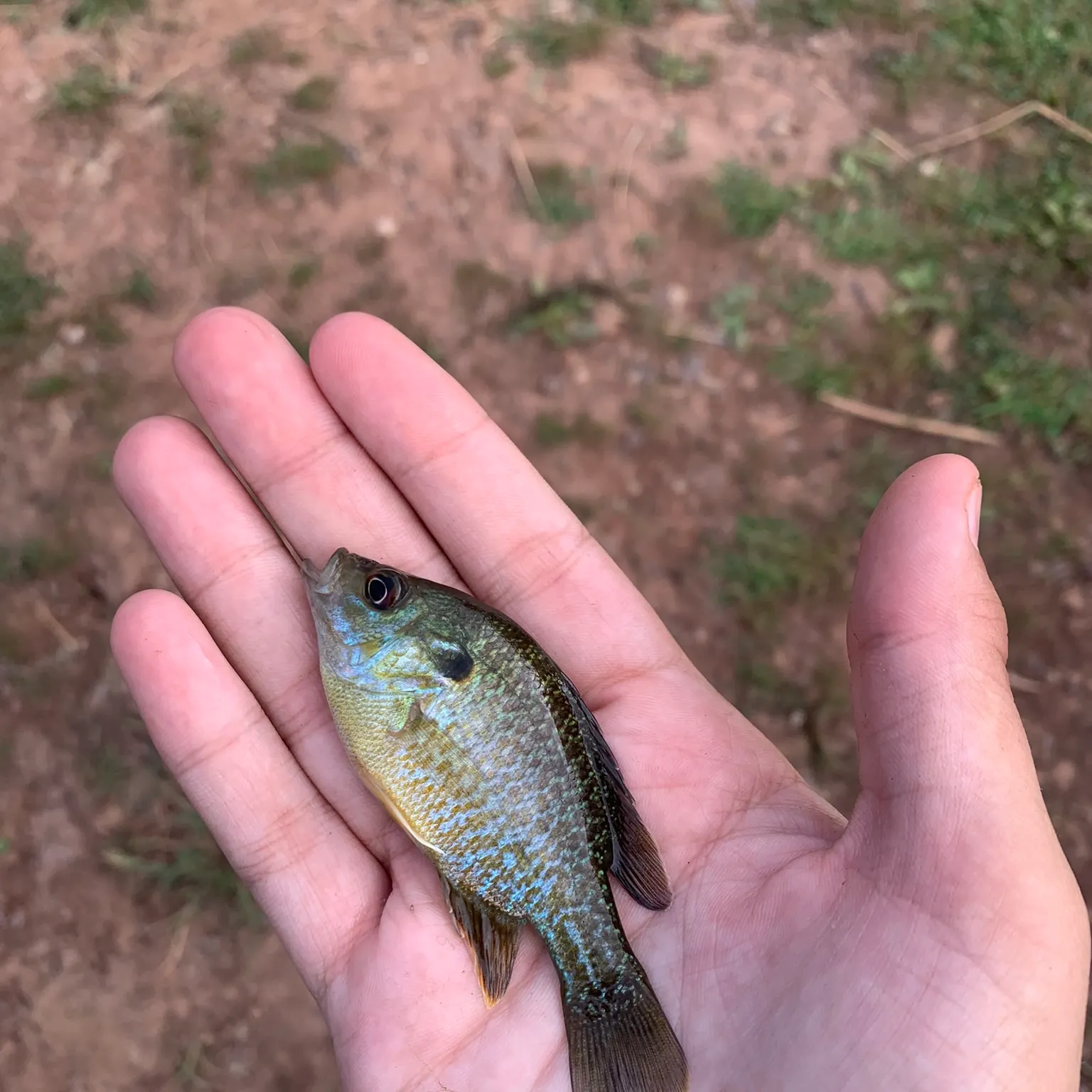 The most recent Greengill hybrid catches on Fishbrain