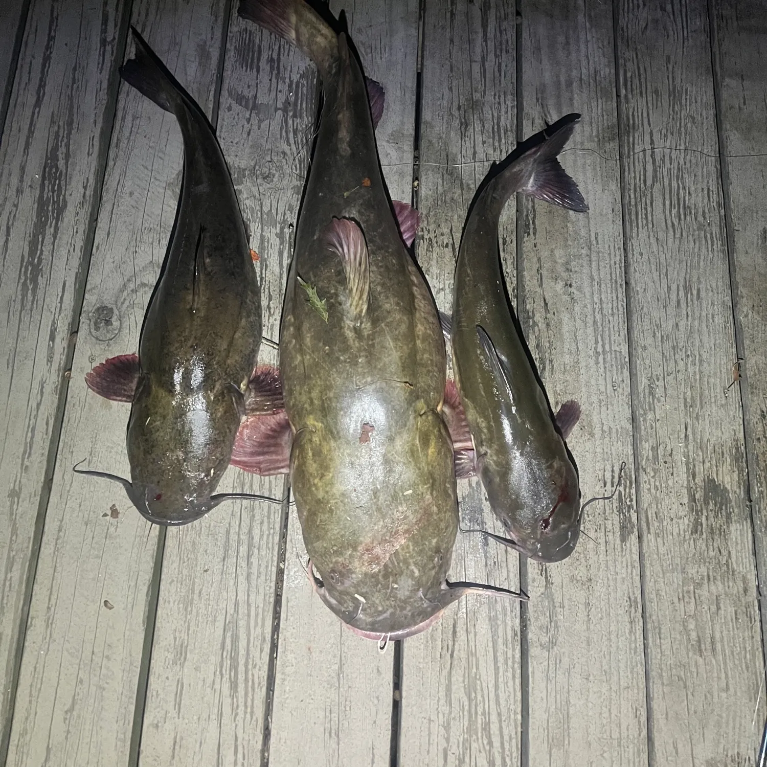 recently logged catches