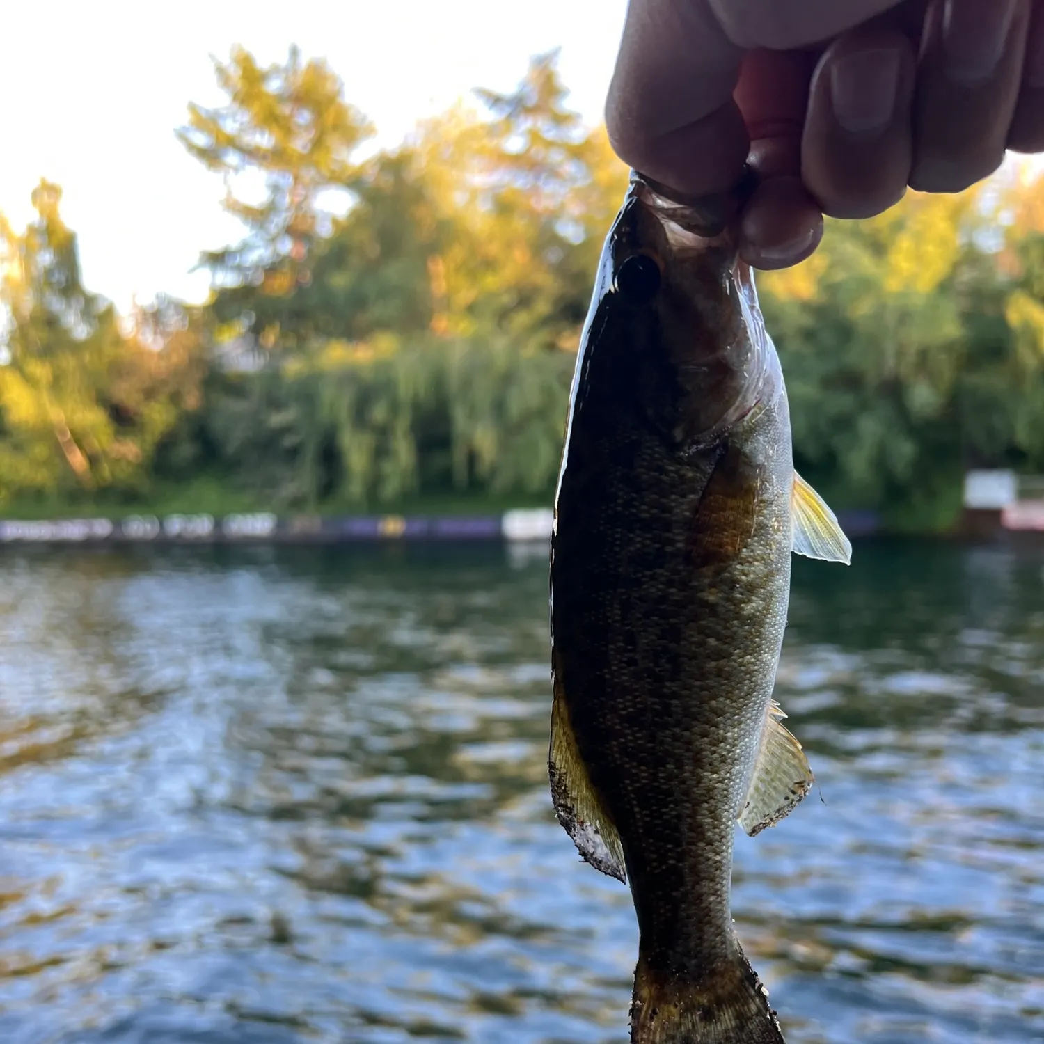 The most recent Smallmouth bass catches on Fishbrain