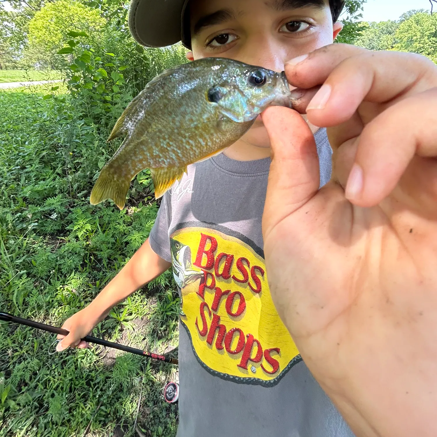 Green sunfish caught on Fishbrain