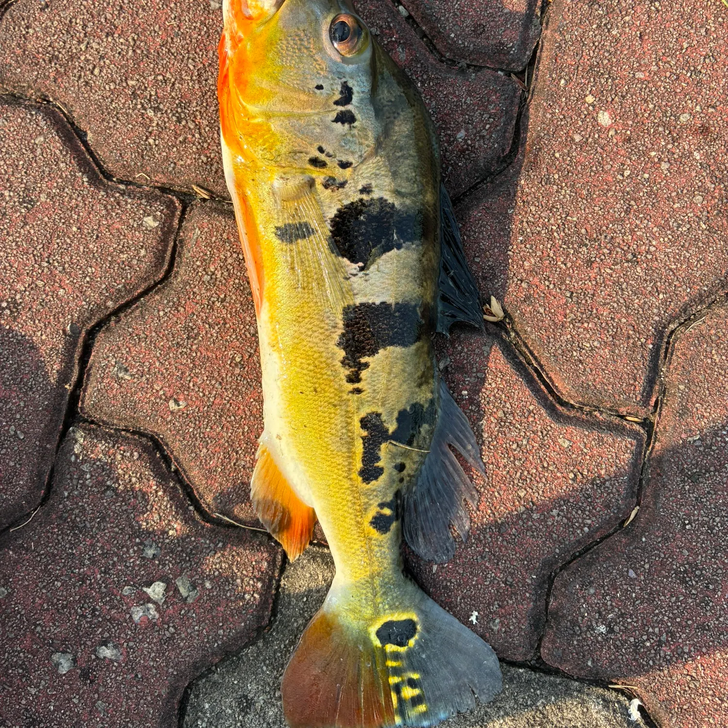 Fish caught on Fishbrain