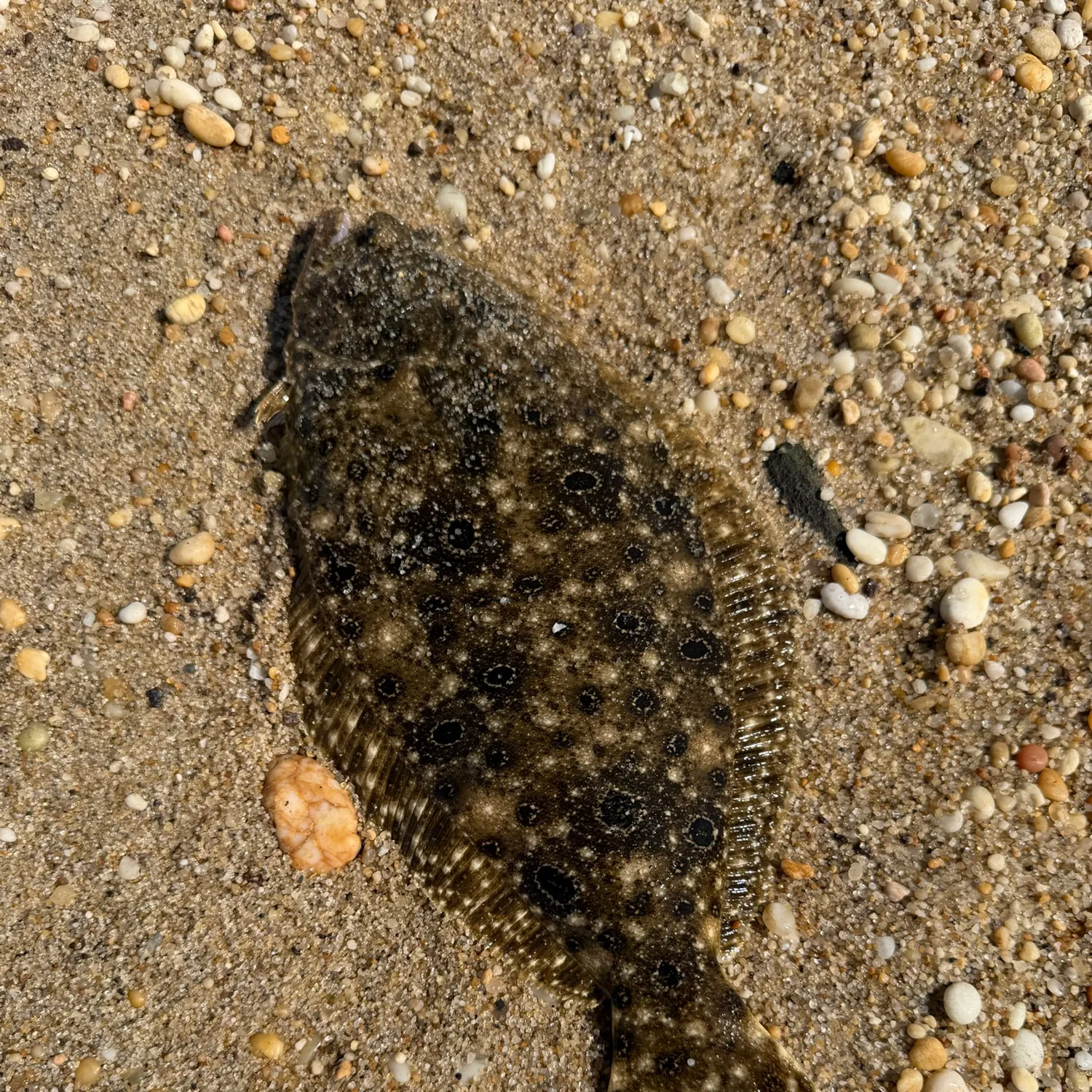 Summer flounder caught on Fishbrain