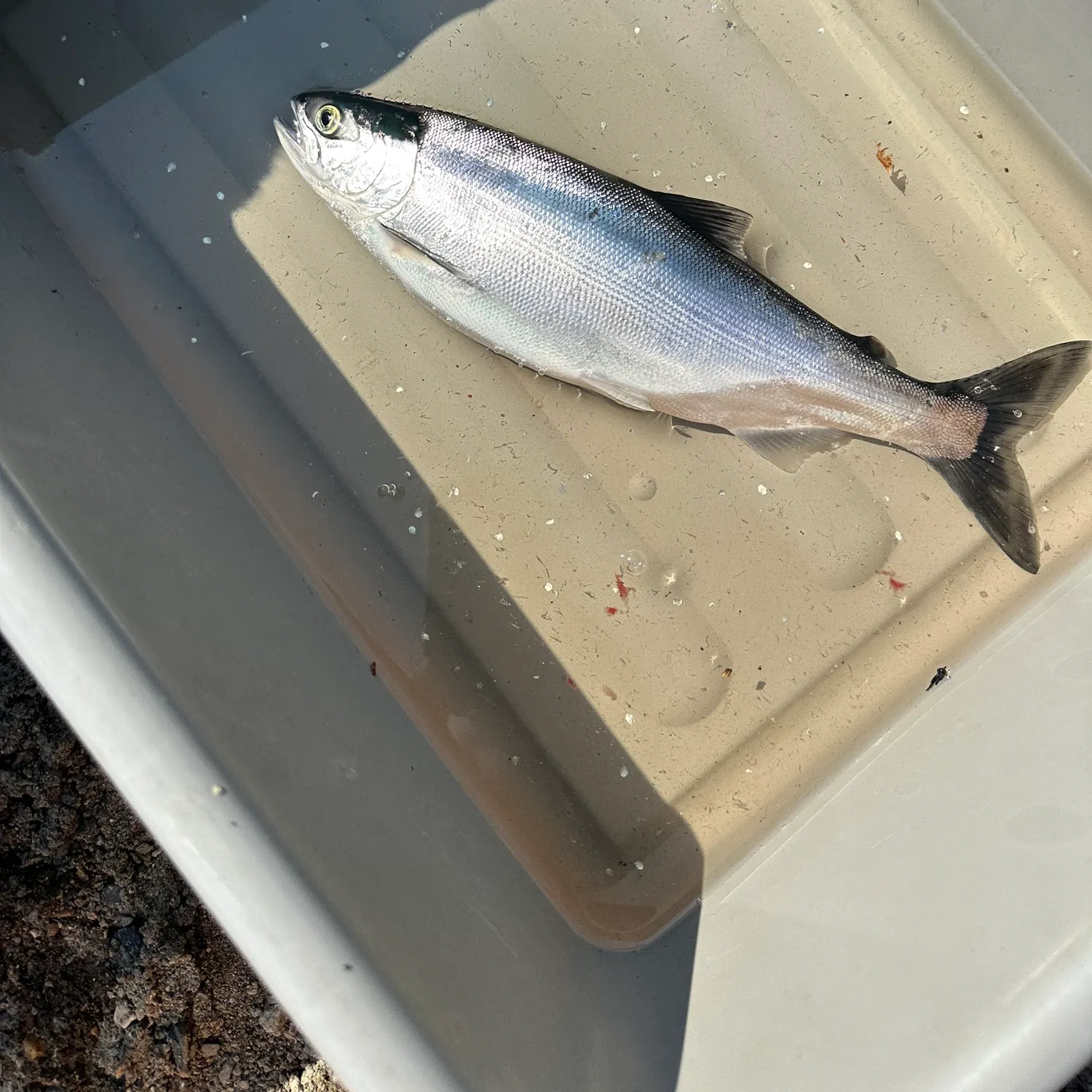 Rainbow trout caught on Fishbrain
