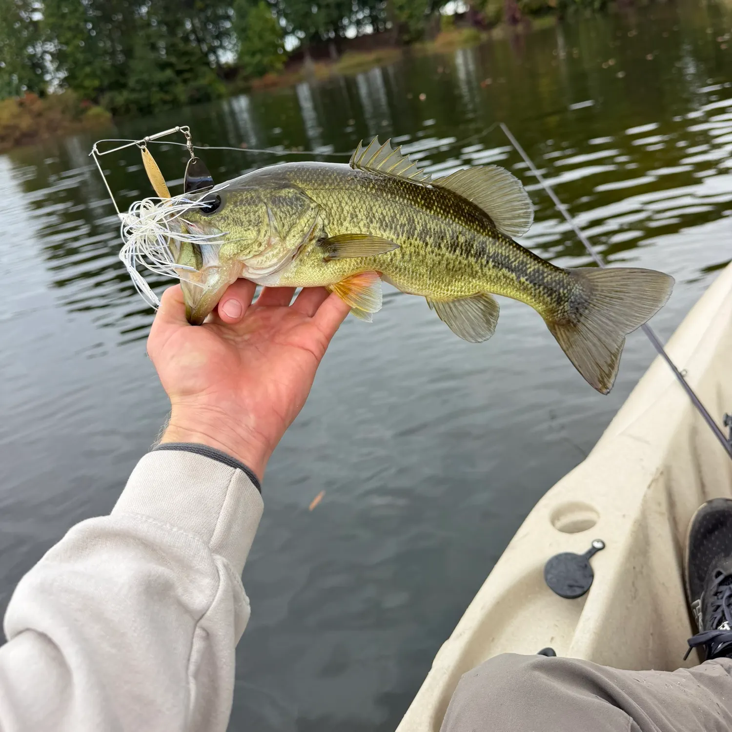 Largemouth bass caught on Fishbrain