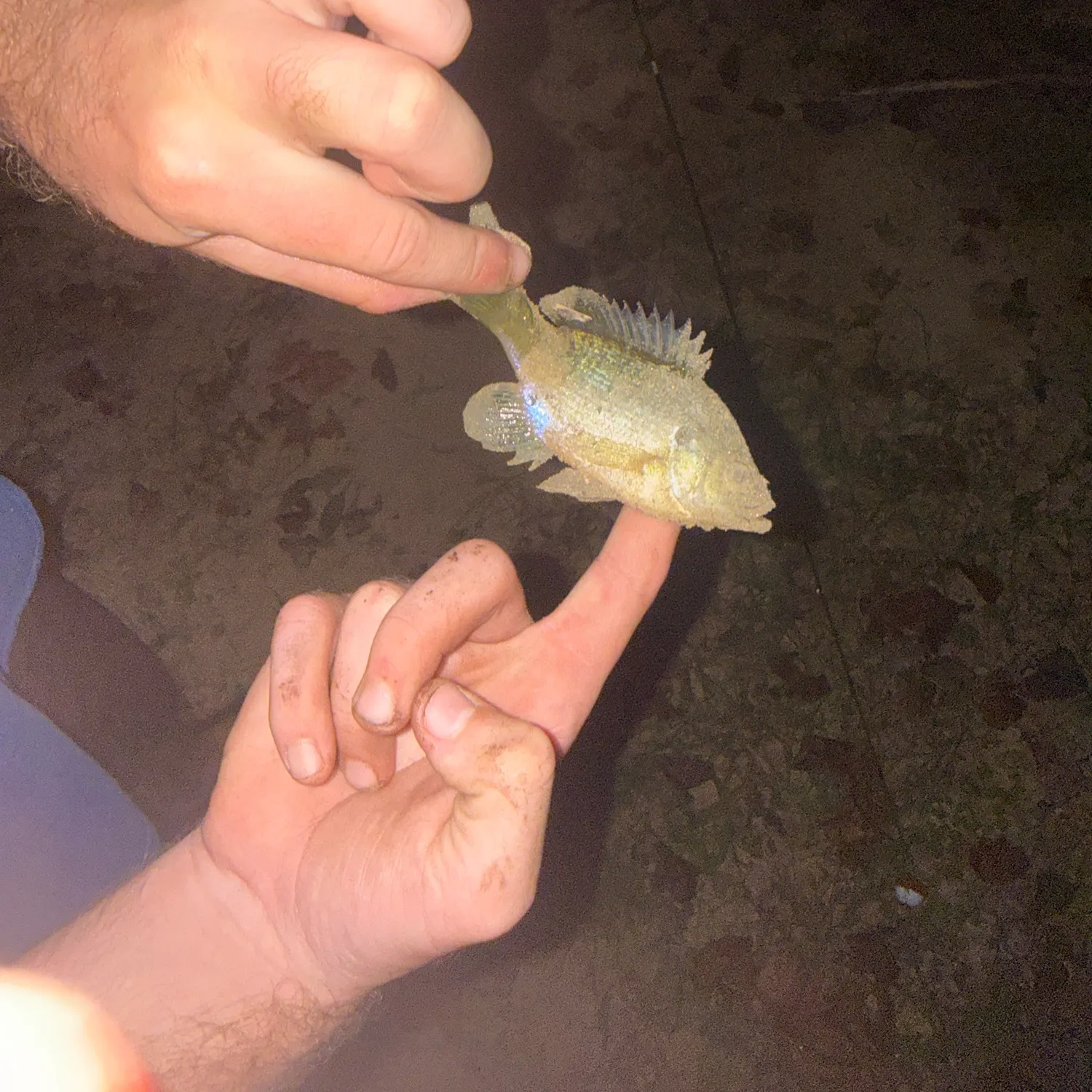 Bluegill caught on Fishbrain