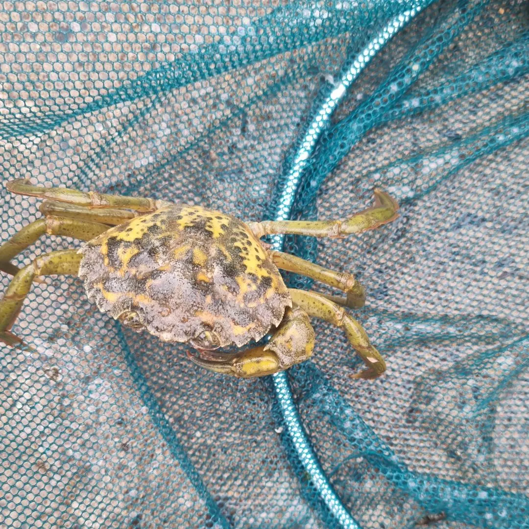 Green crab caught on Fishbrain