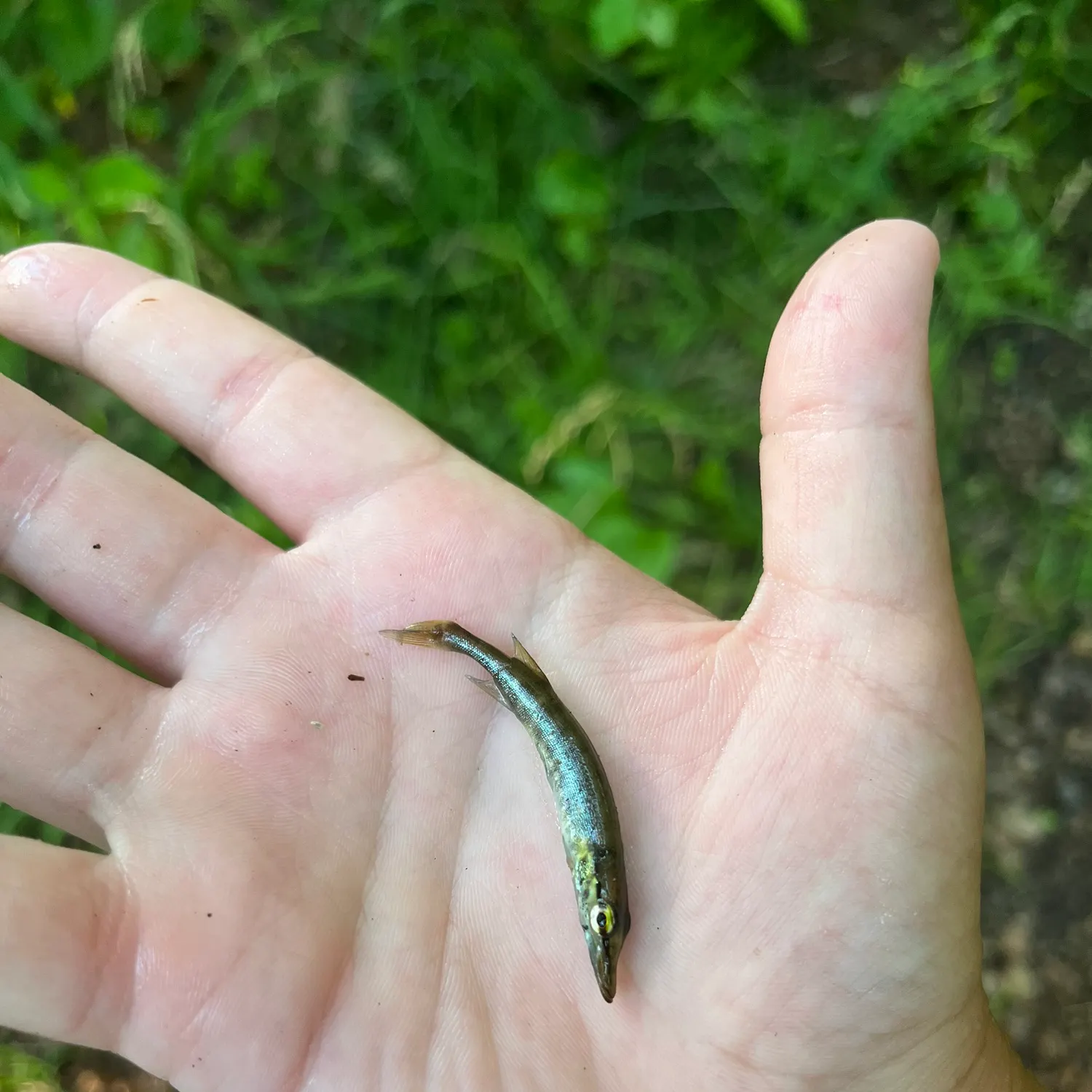 The most recent Grass pickerel catches on Fishbrain