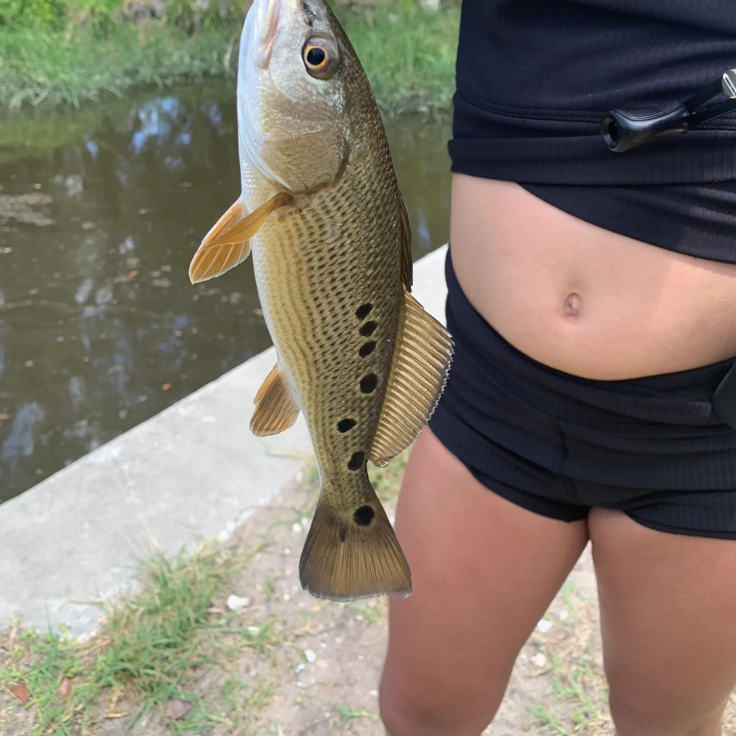 The most recent Smallmouth bass catches on Fishbrain