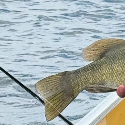 Smallmouth bass caught on Fishbrain
