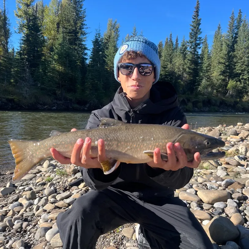 Bull trout caught on Fishbrain