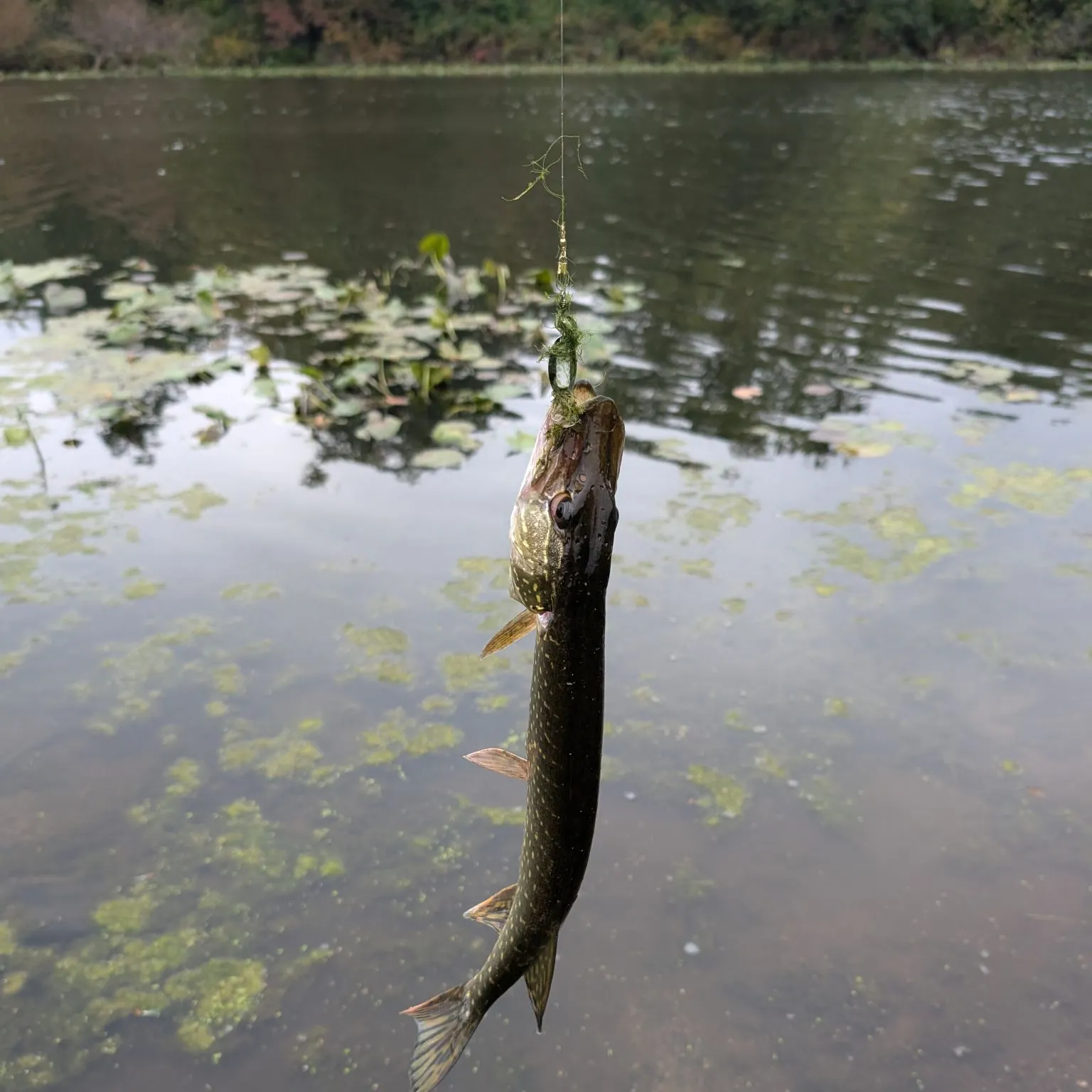Northern pike caught on Fishbrain