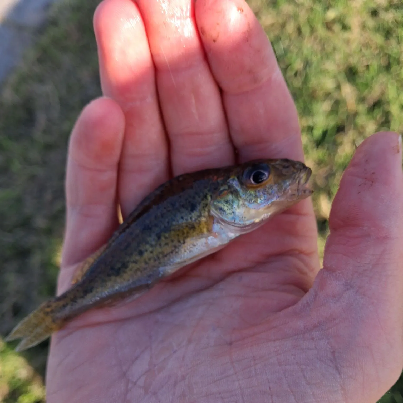 The most recent Eurasian ruffe catches on Fishbrain
