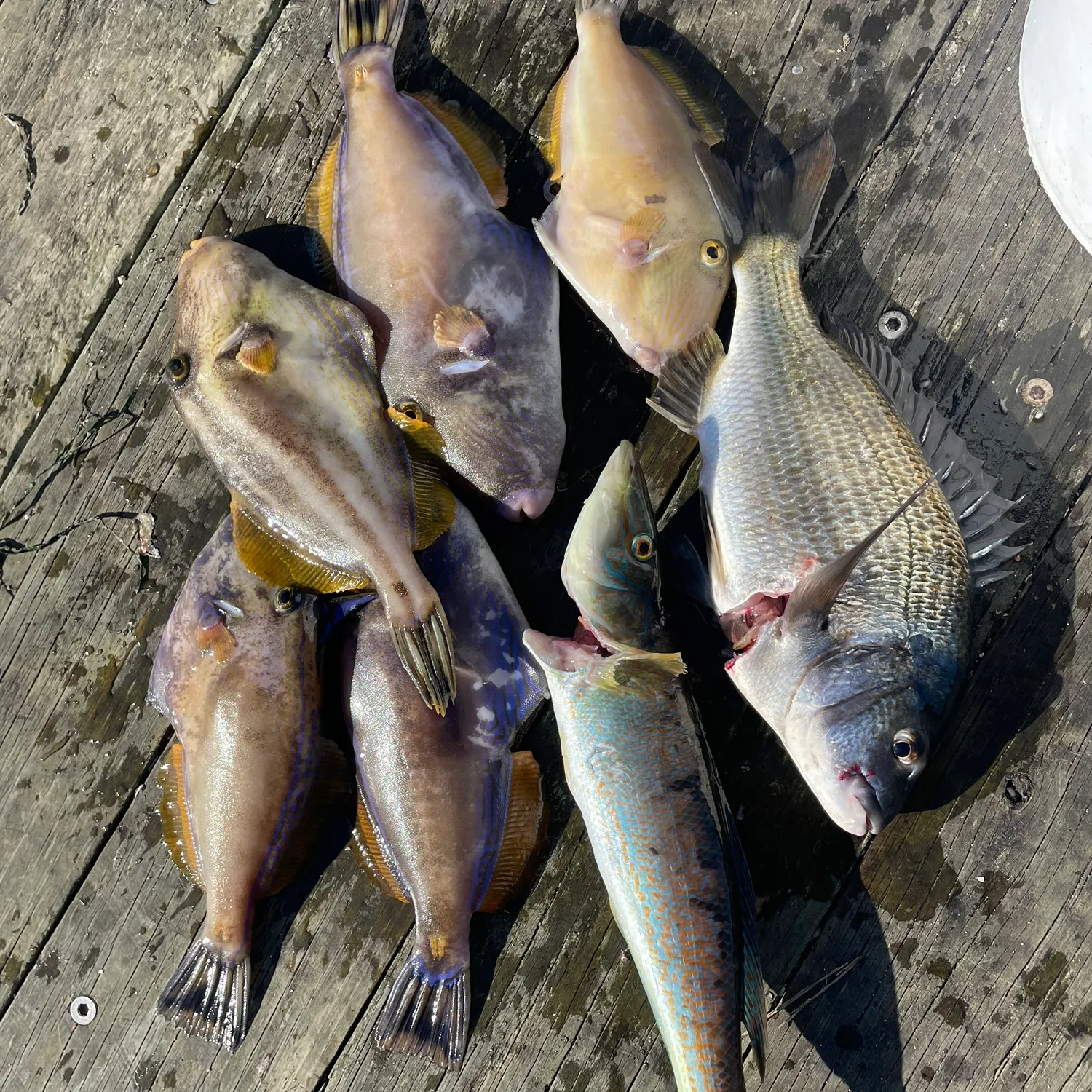 recently logged catches