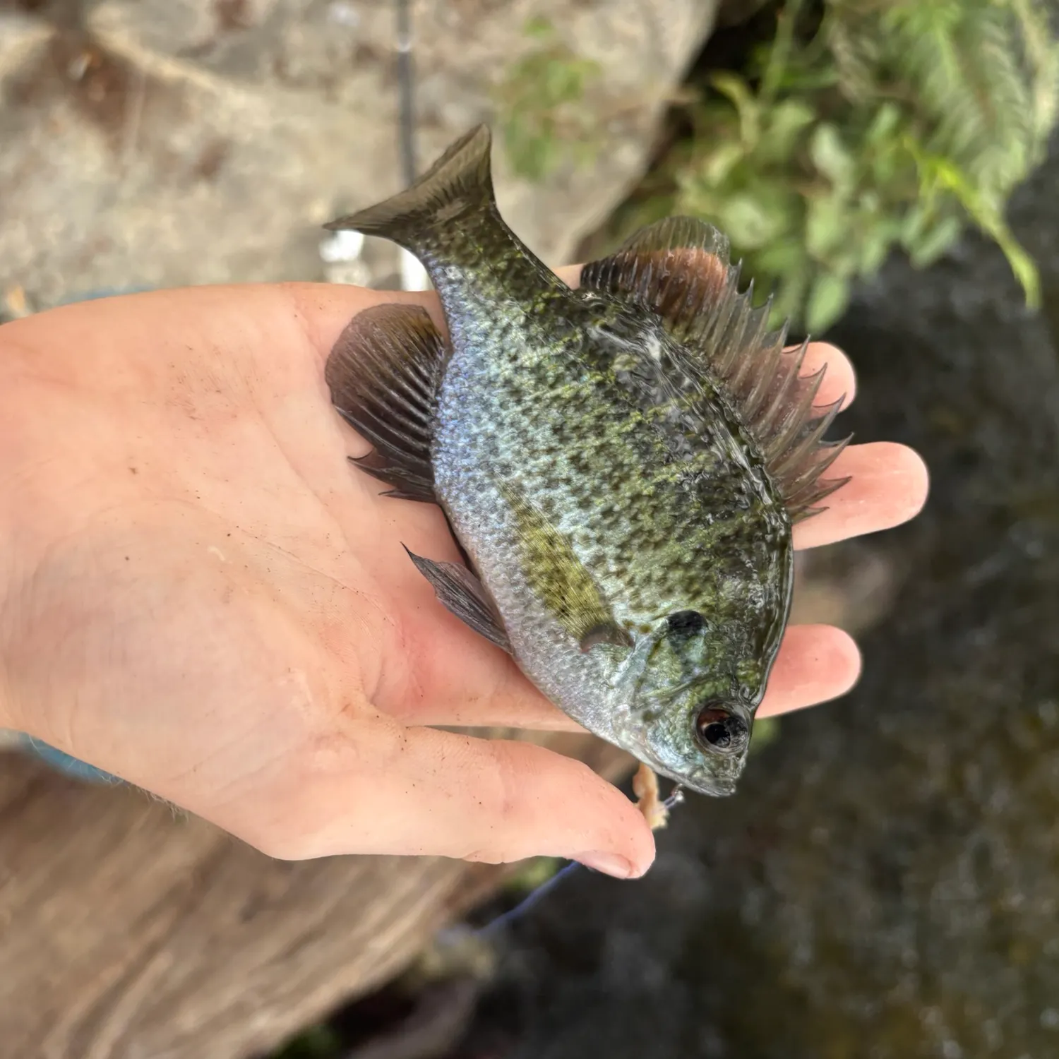 Bluegill caught on Fishbrain