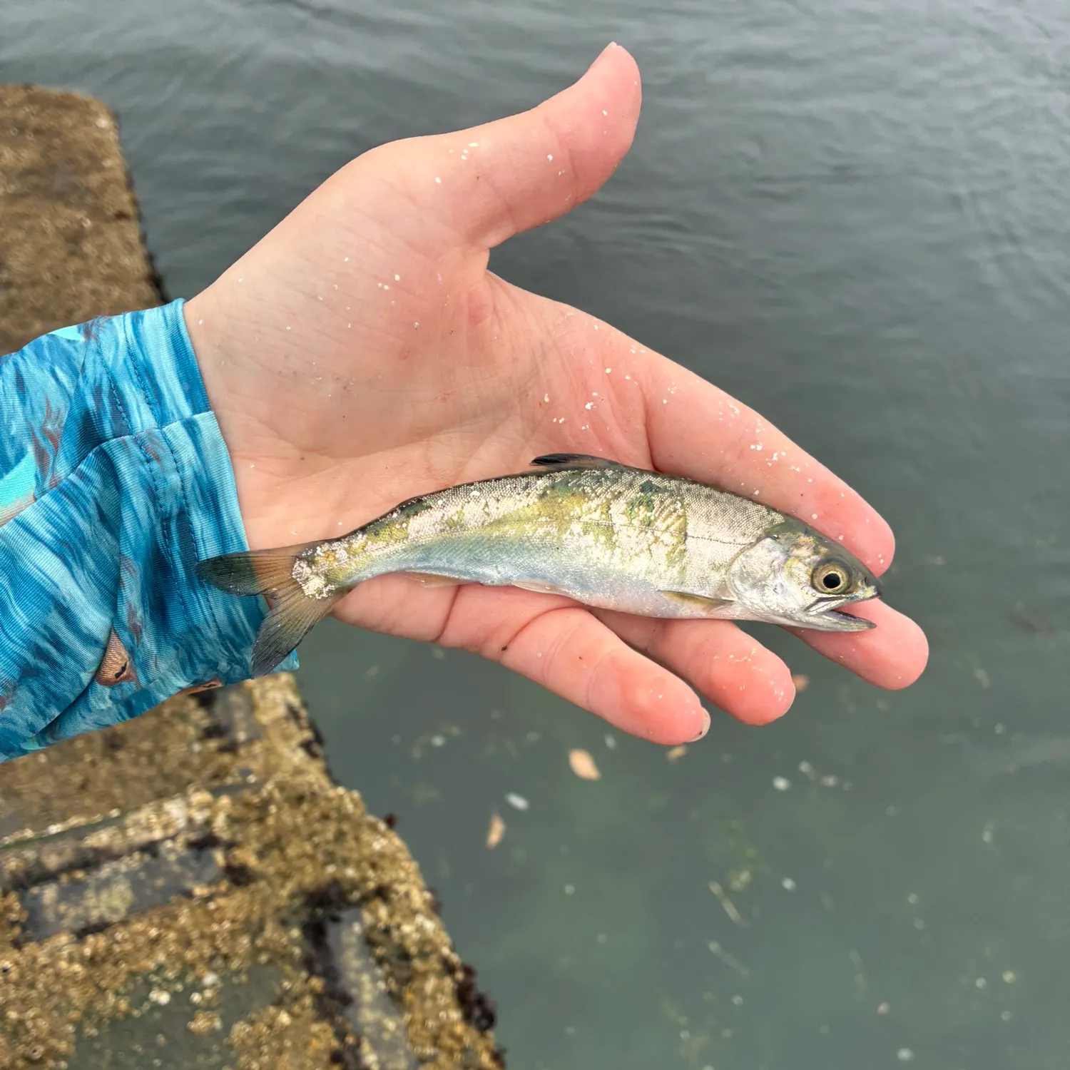 The most recent Coho salmon catches on Fishbrain