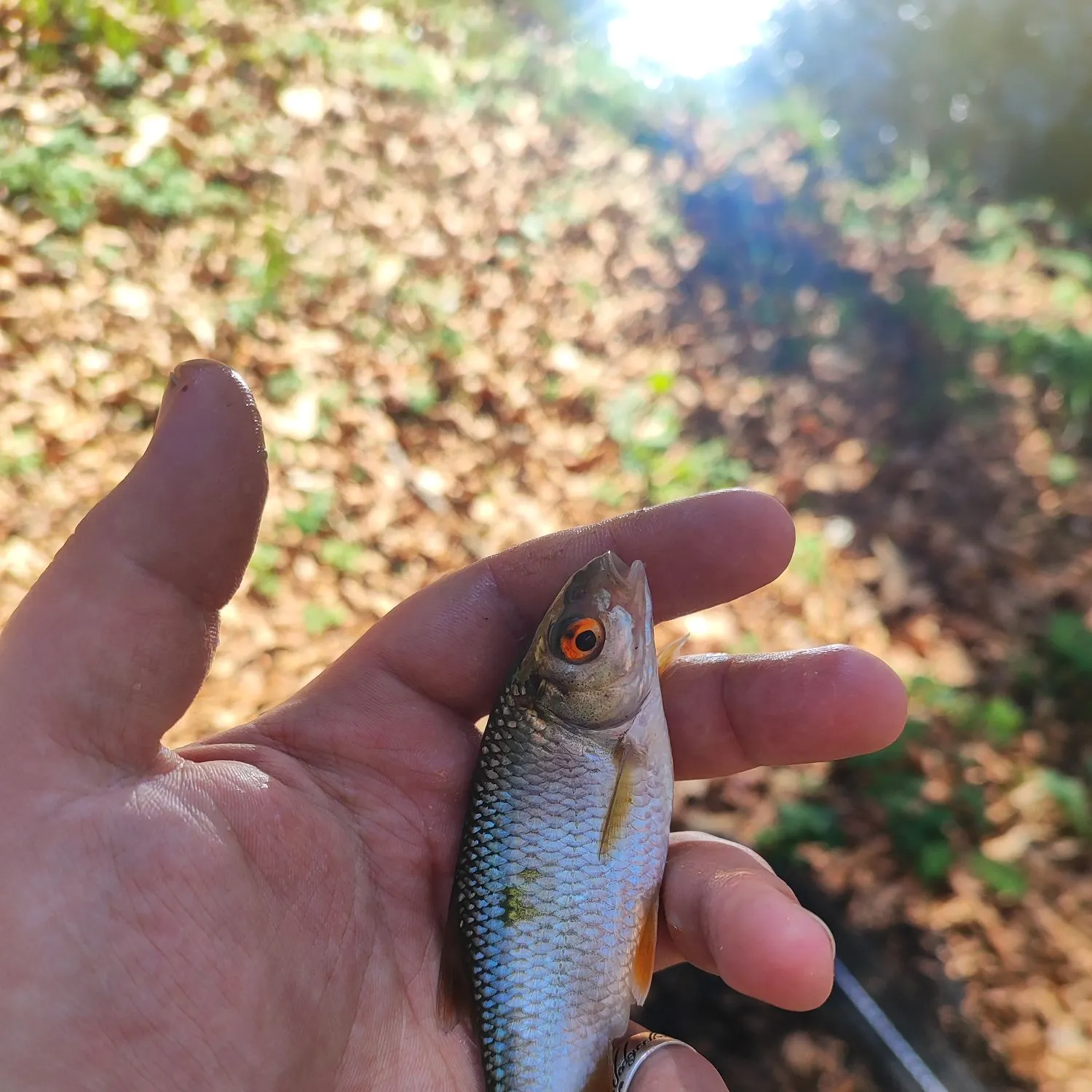 The most recent Common roach catches on Fishbrain