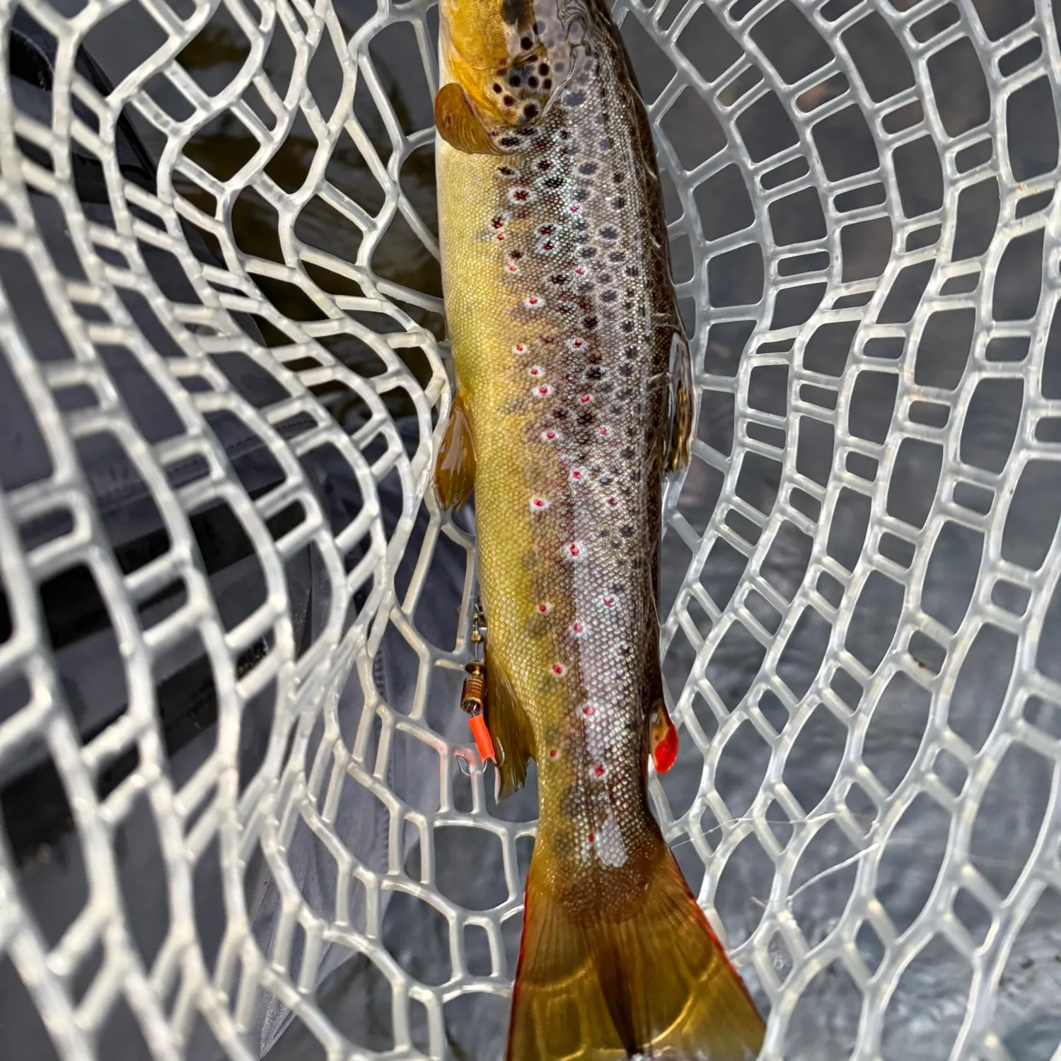 Brown trout caught on Fishbrain