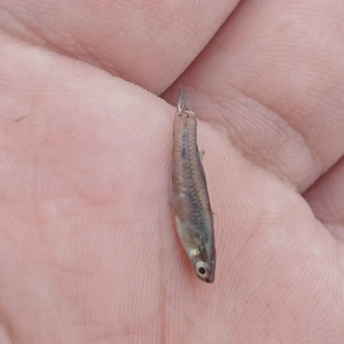 The most recent Eastern mosquitofish catches on Fishbrain