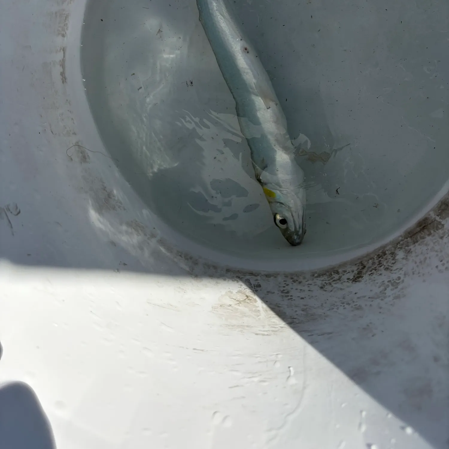 Ladyfish caught on Fishbrain
