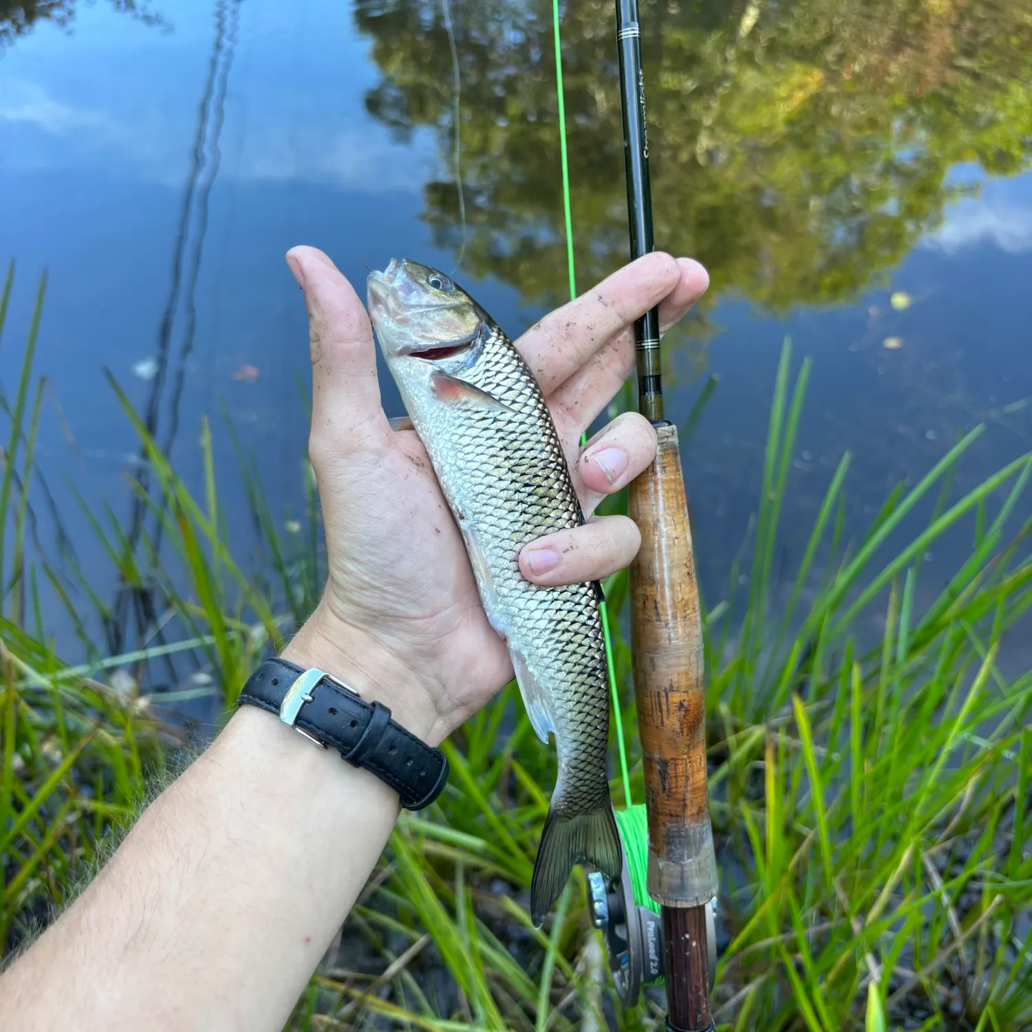 Fallfish caught on Fishbrain