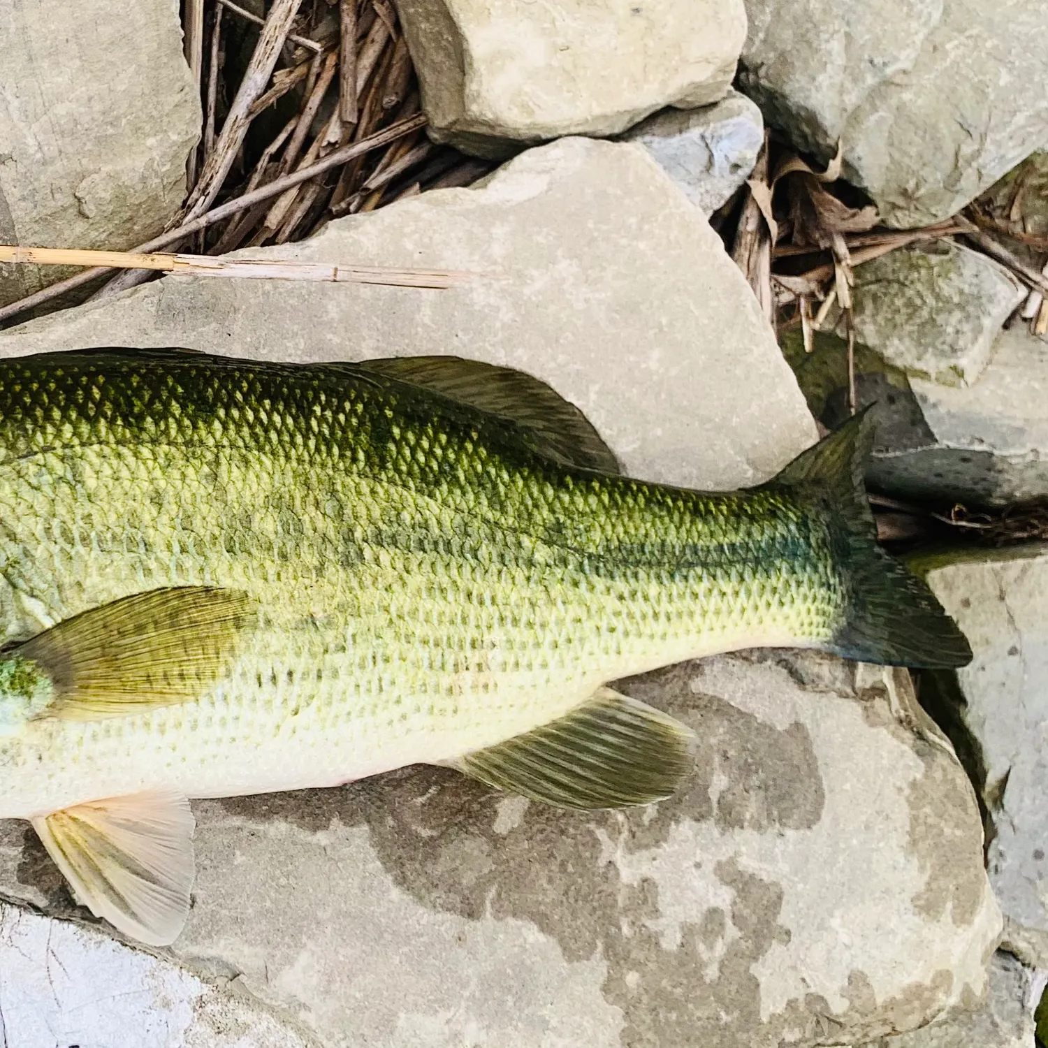 Largemouth bass caught on Fishbrain
