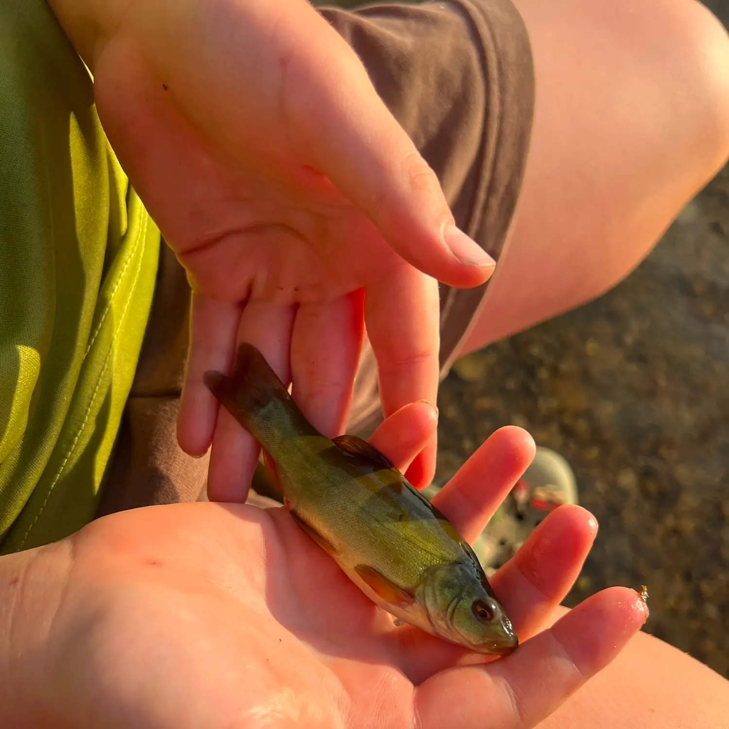 Tench caught on Fishbrain