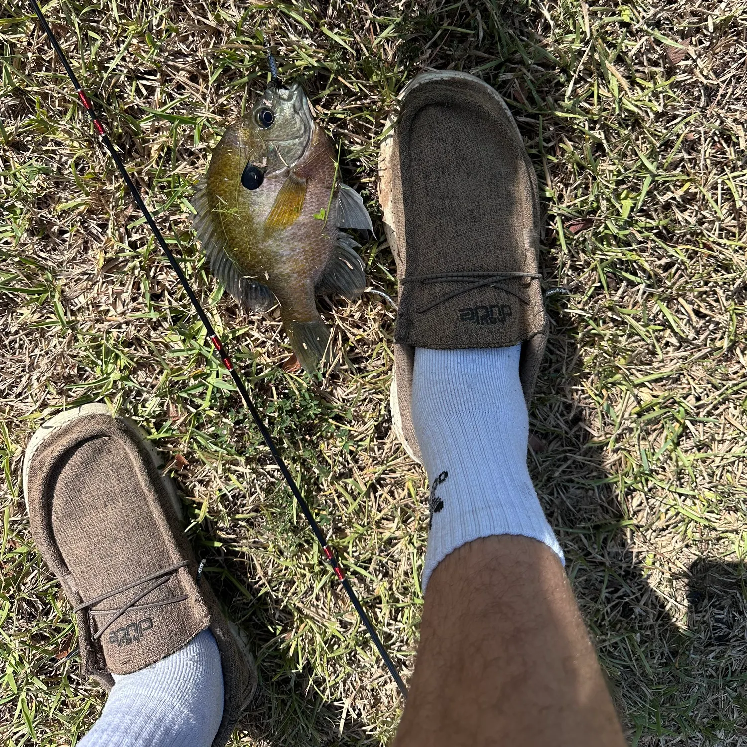 Bluegill caught on Fishbrain