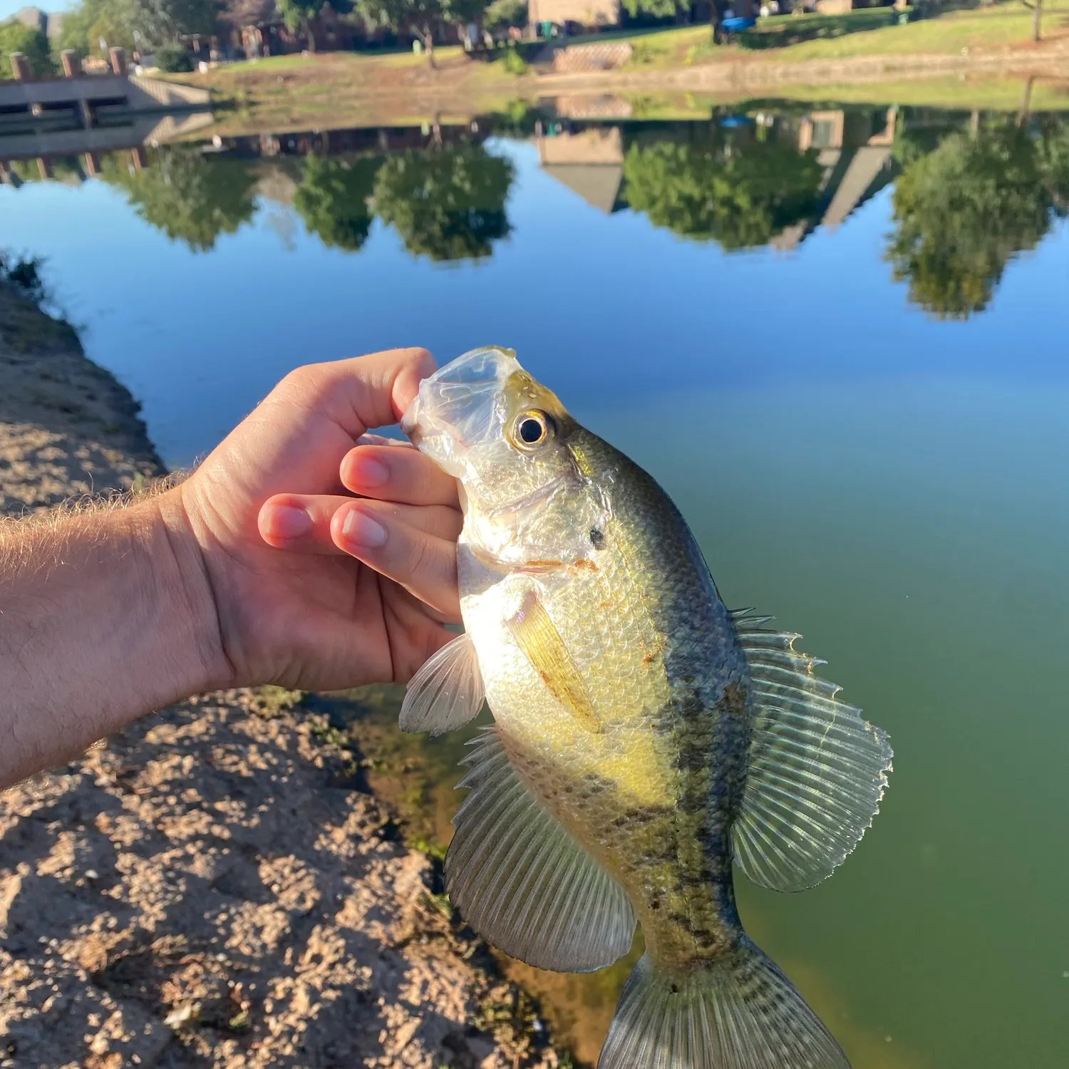 White crappie caught on Fishbrain