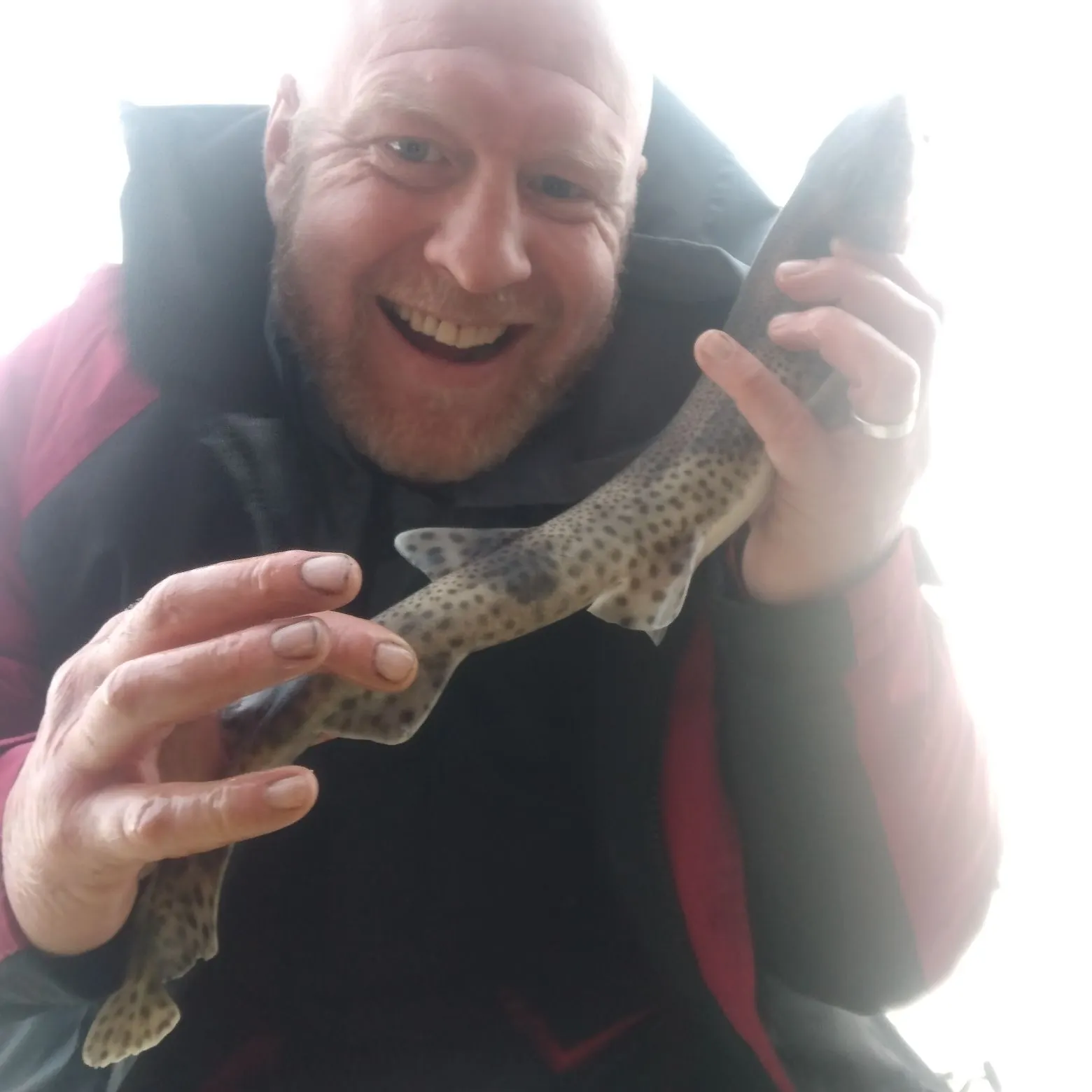 The most recent Lesser spotted dogfish catches on Fishbrain