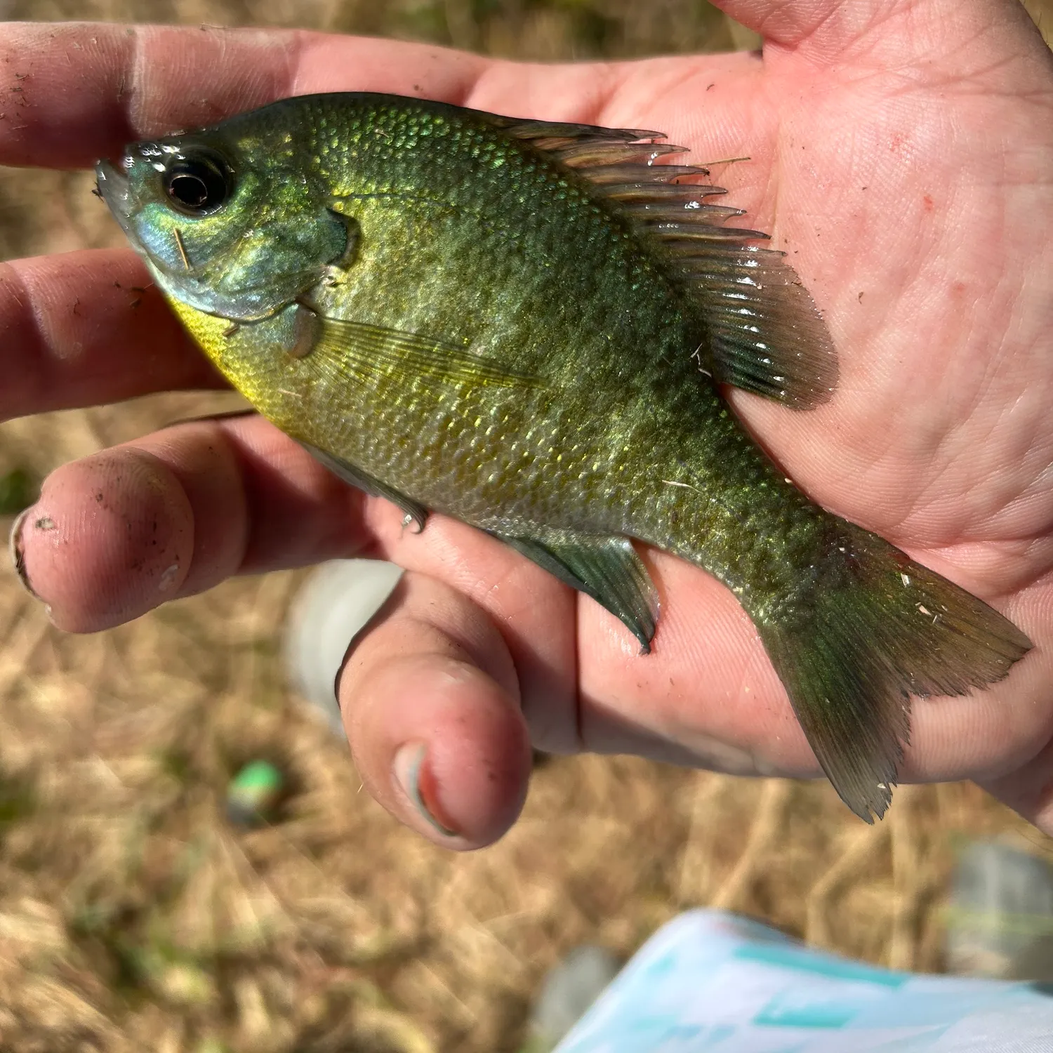 Bluegill caught on Fishbrain
