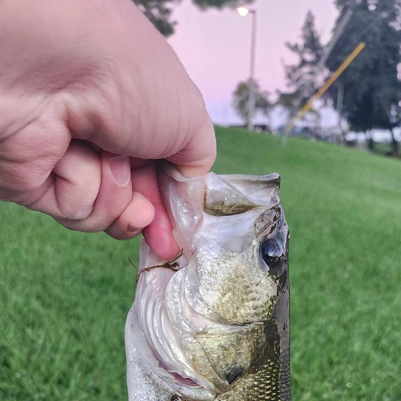 Largemouth bass caught on Fishbrain