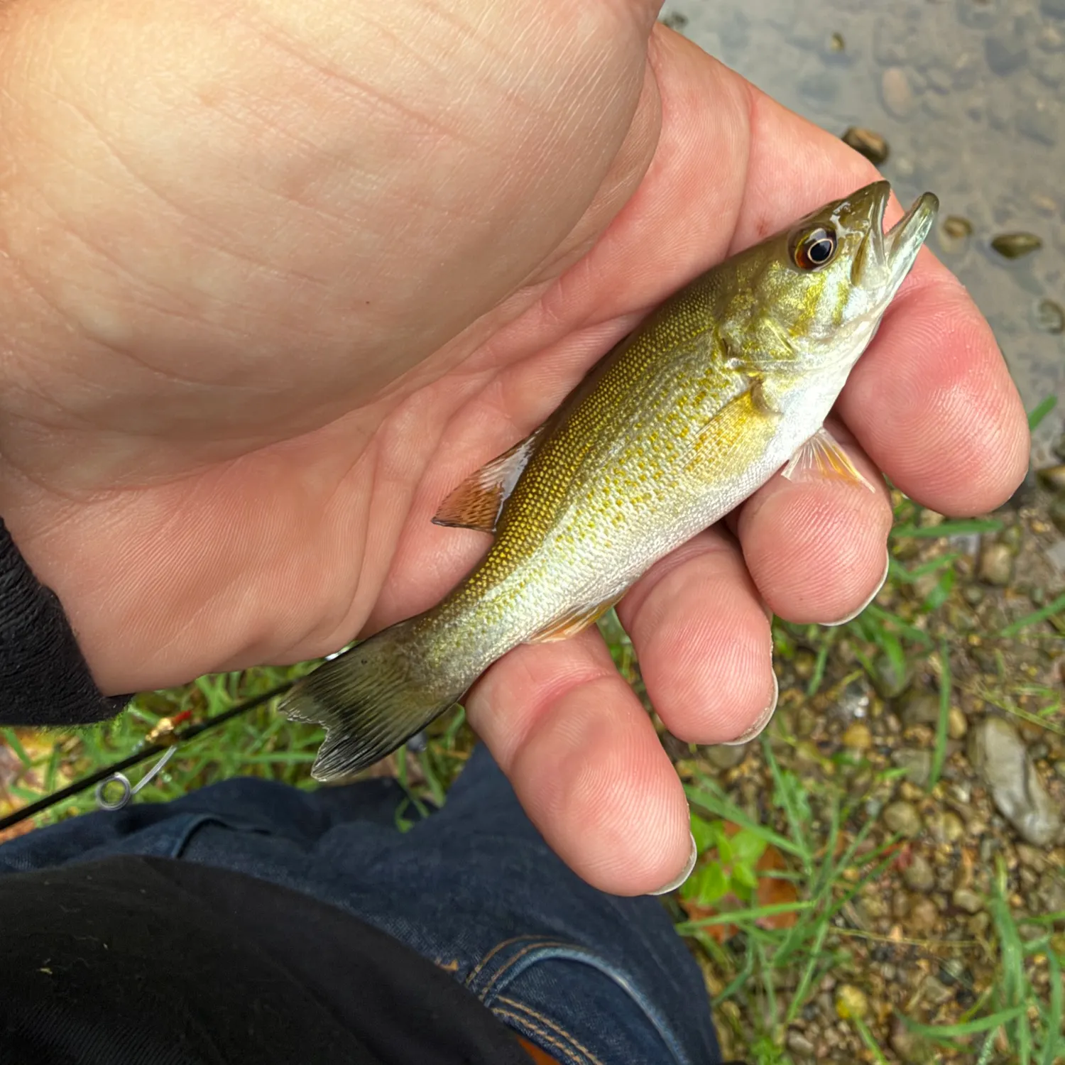 Smallmouth bass caught on Fishbrain