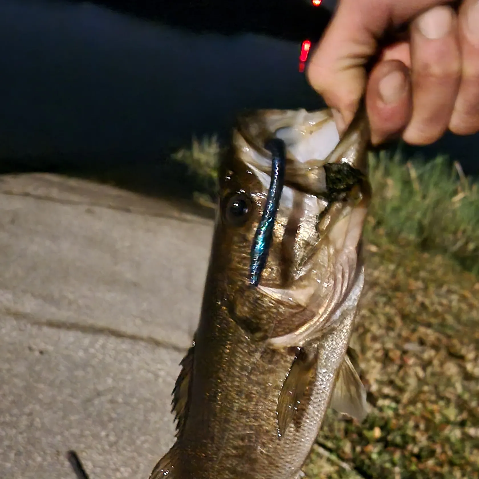 The most recent Largemouth bass catches on Fishbrain