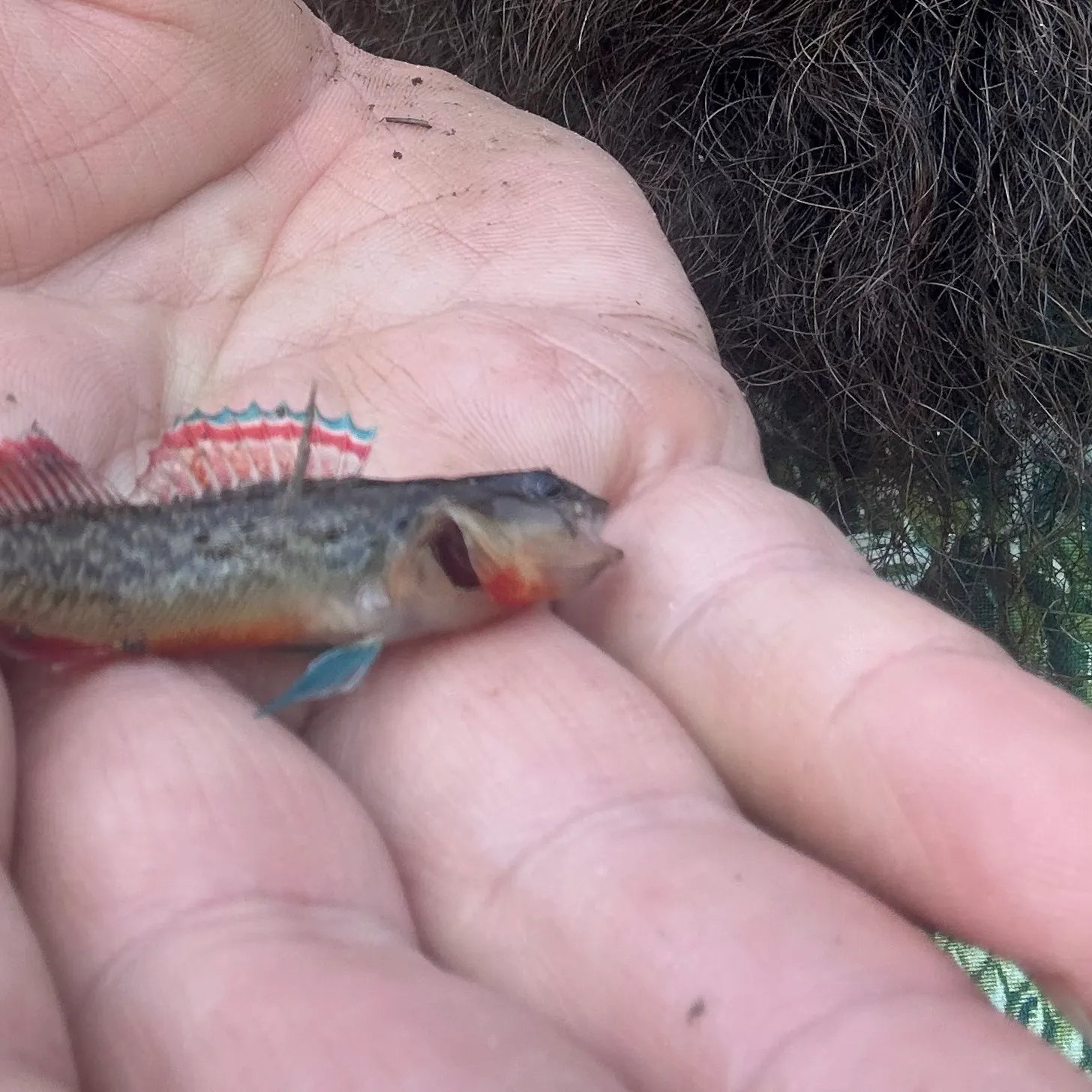 The most recent Orangebelly darter catches on Fishbrain
