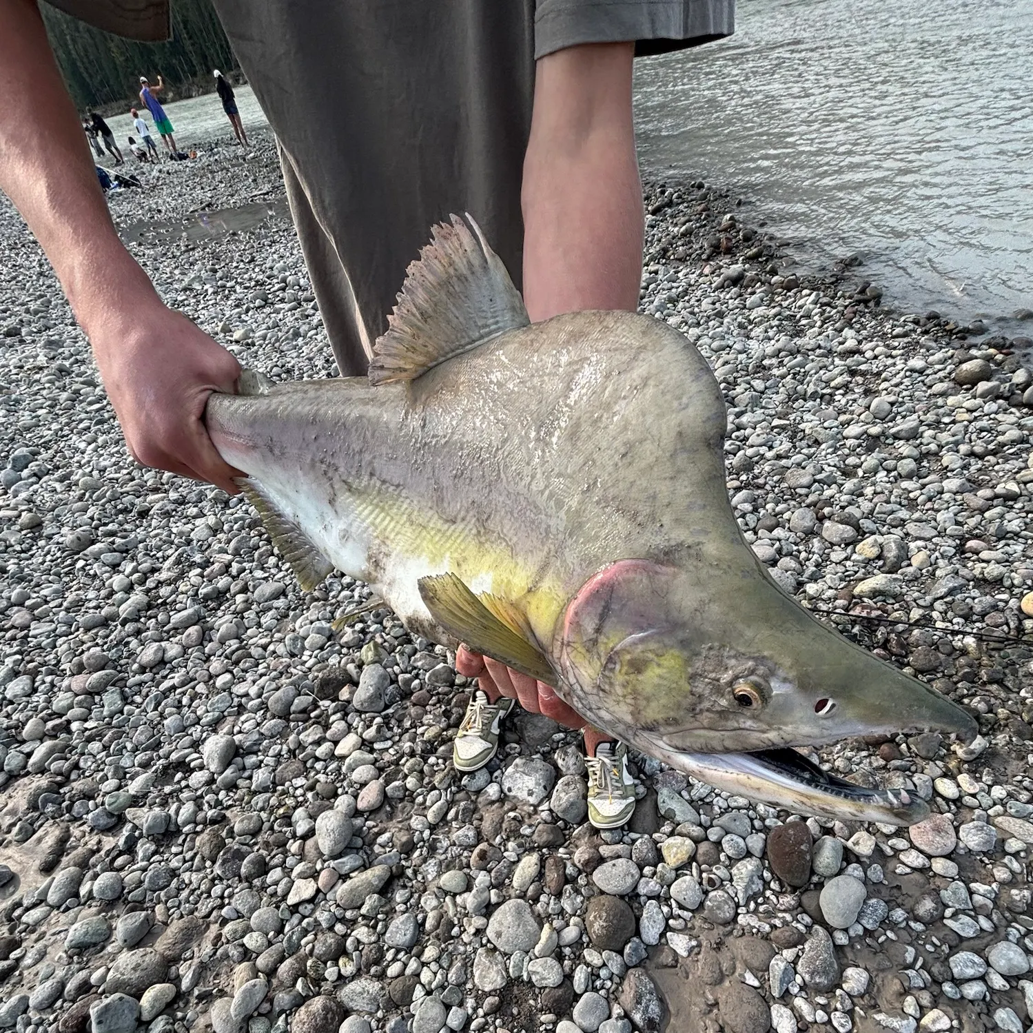 The most recent Pink salmon catches on Fishbrain