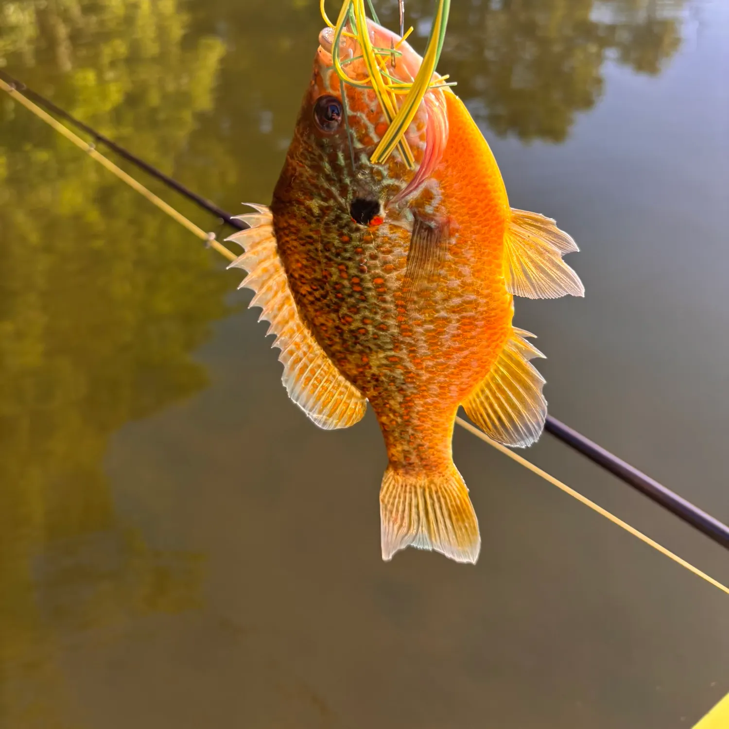 Pumpkinseed caught on Fishbrain