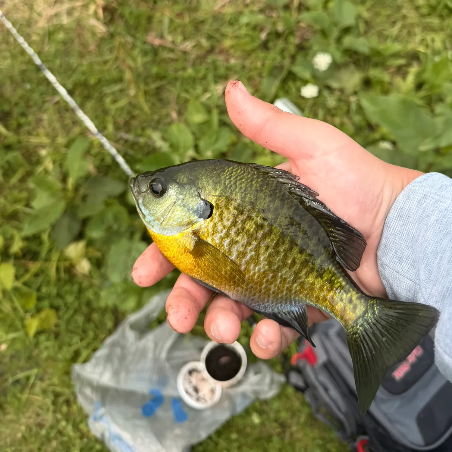 Bluegill caught on Fishbrain