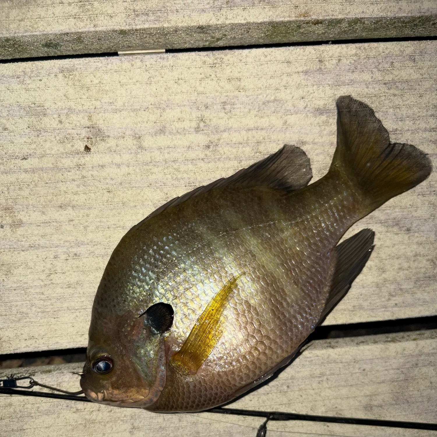 Bluegill caught on Fishbrain