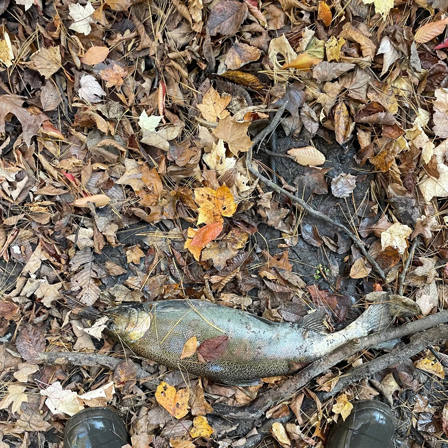Coho salmon caught on Fishbrain