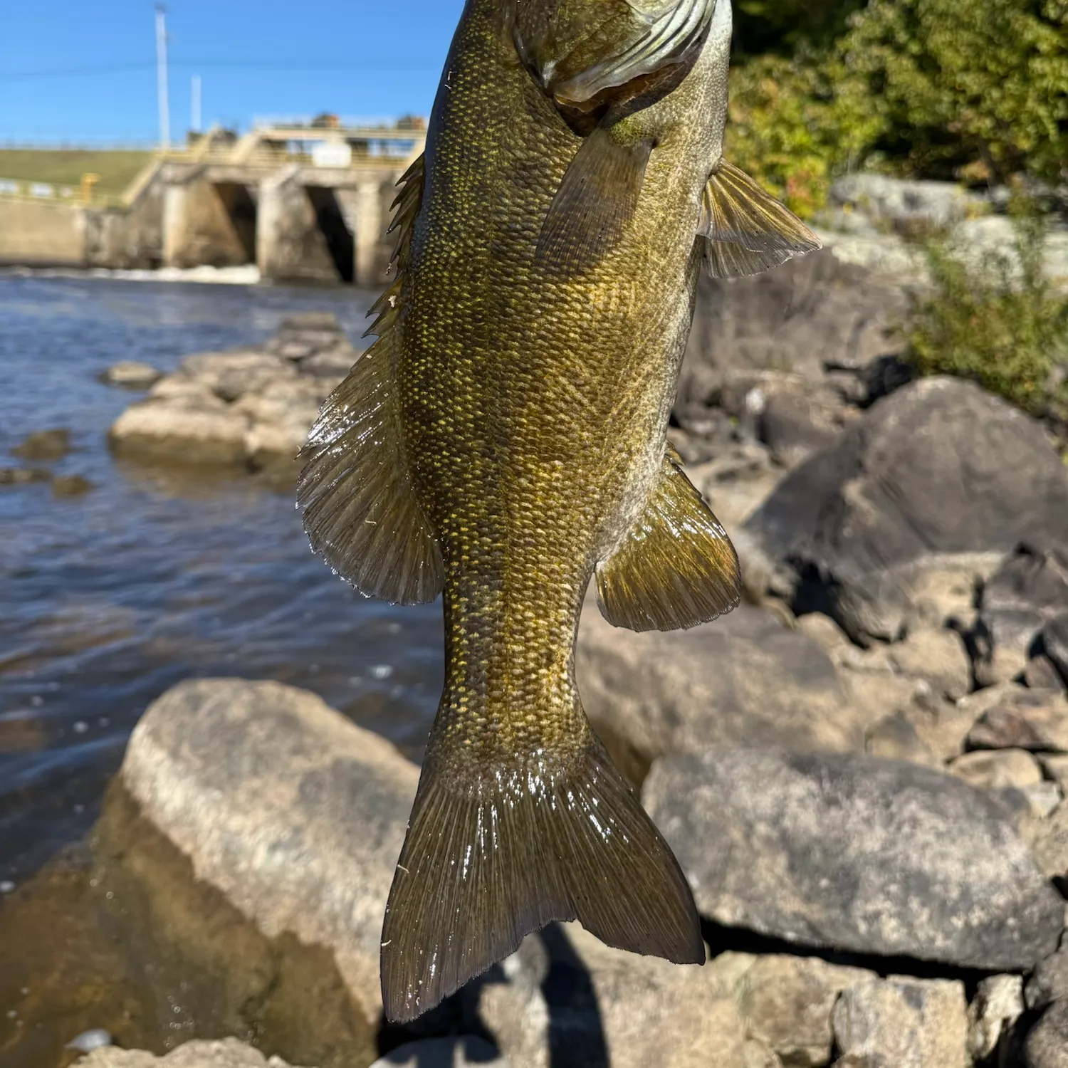 Smallmouth bass caught on Fishbrain