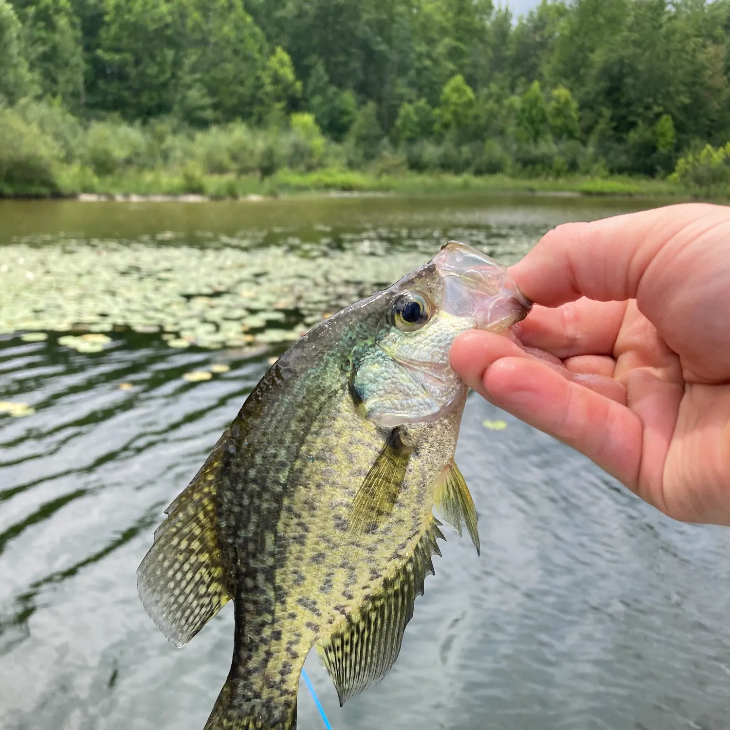 The most recent Black crappie catches on Fishbrain