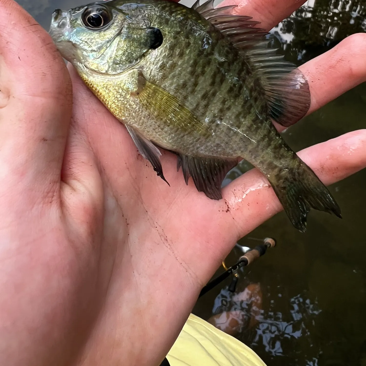 Bluegill caught on Fishbrain