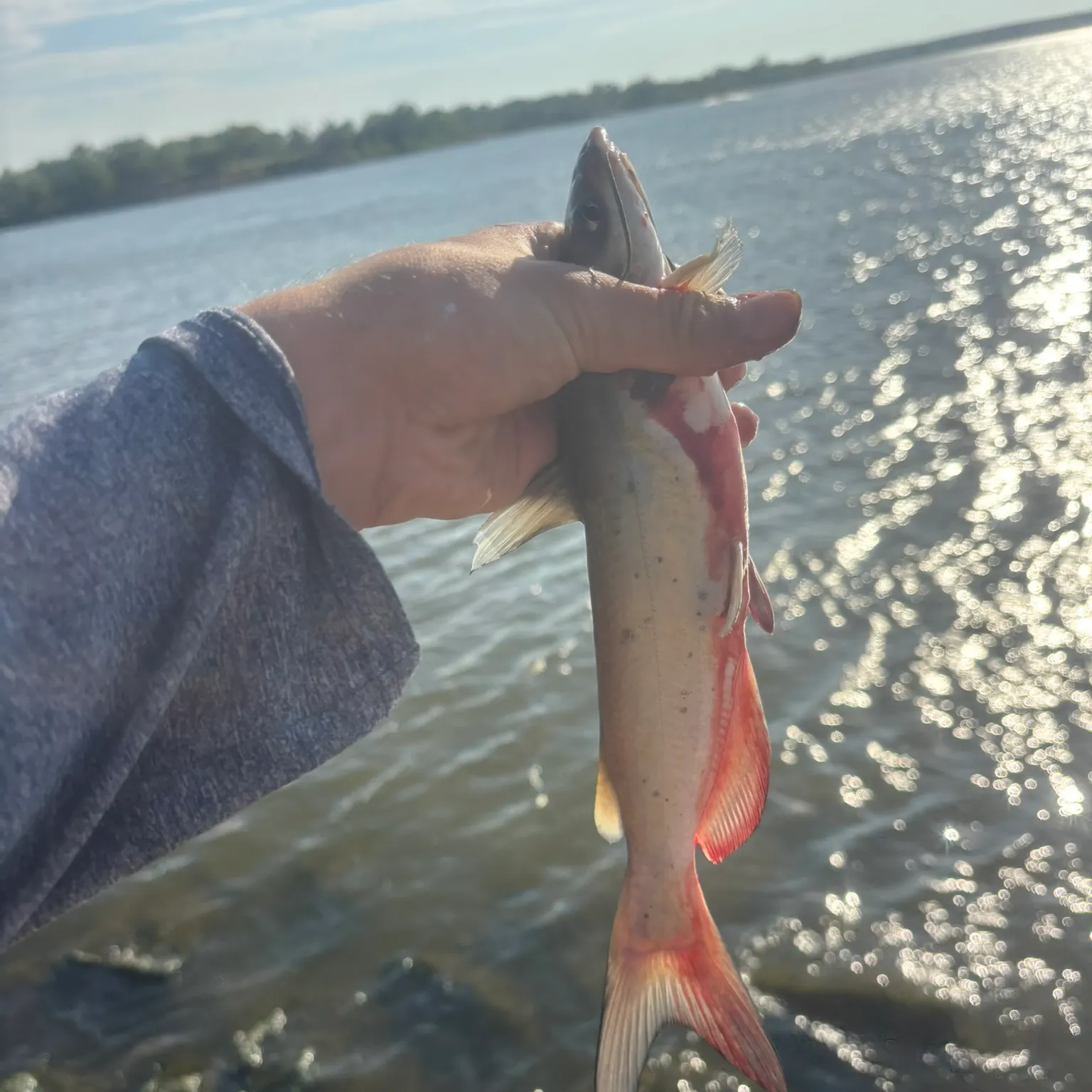 Channel catfish caught on Fishbrain