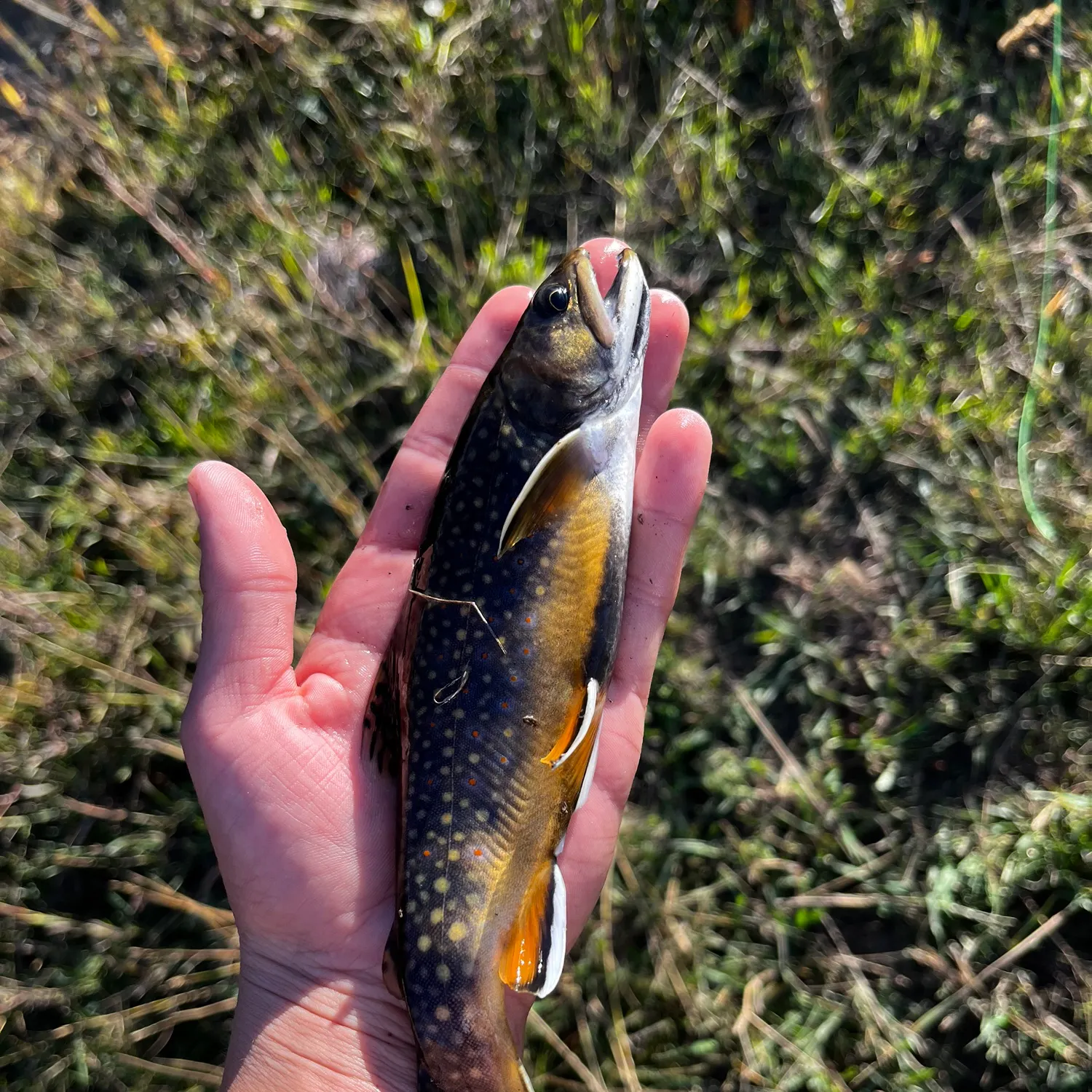 Brook trout caught on Fishbrain