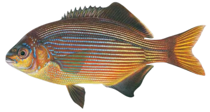 Striped seaperch